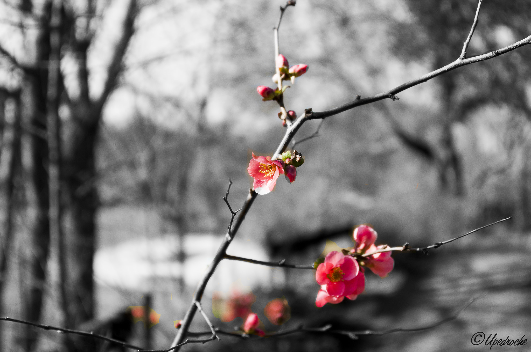 Nikon D300S sample photo. 06022016-_upc2226.jpg photography