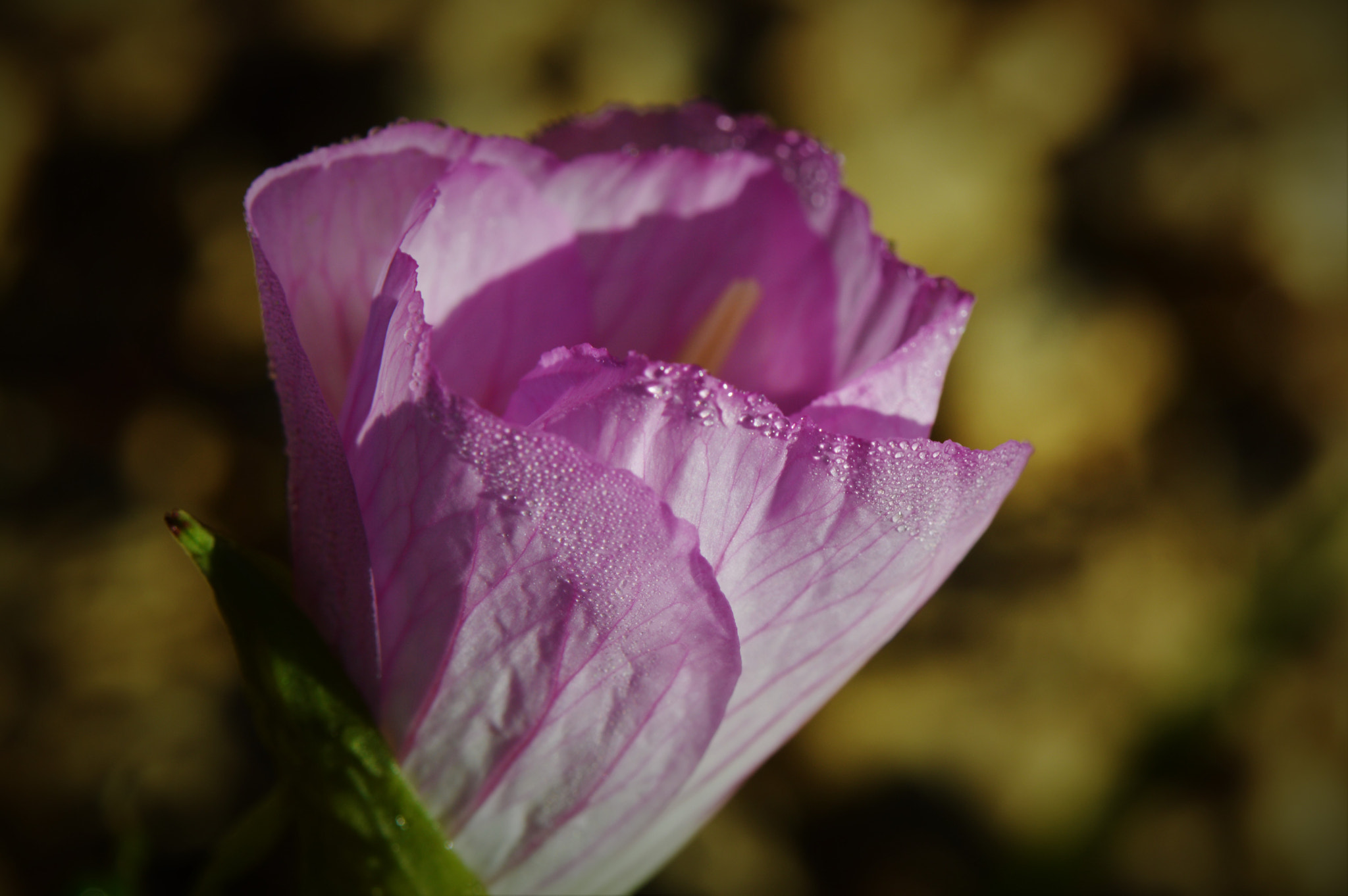 Nikon AF-S Micro-Nikkor 105mm F2.8G IF-ED VR sample photo. Dew on the pedals photography