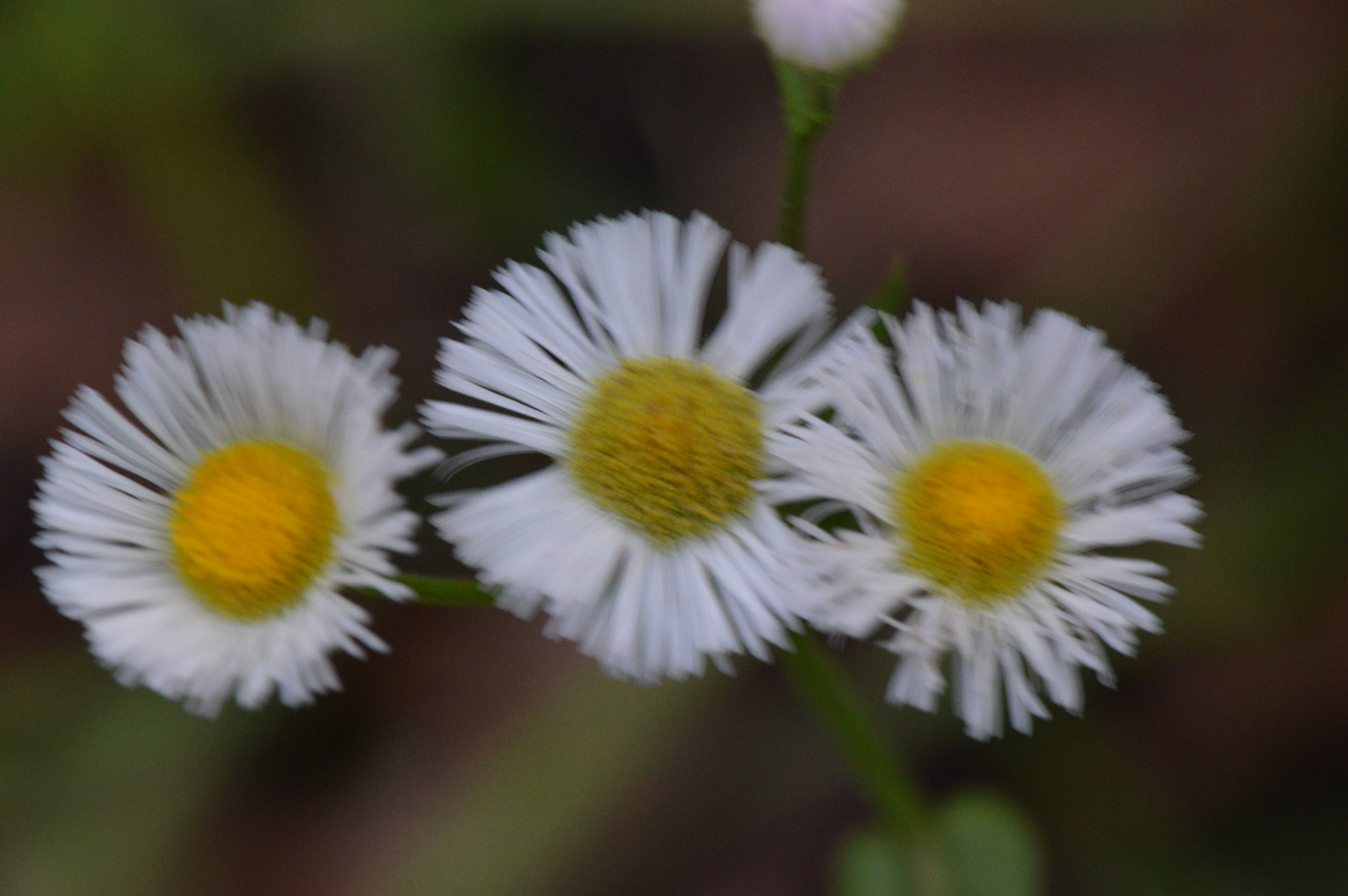 Nikon AF-S Micro-Nikkor 105mm F2.8G IF-ED VR sample photo. Wild daisies photography
