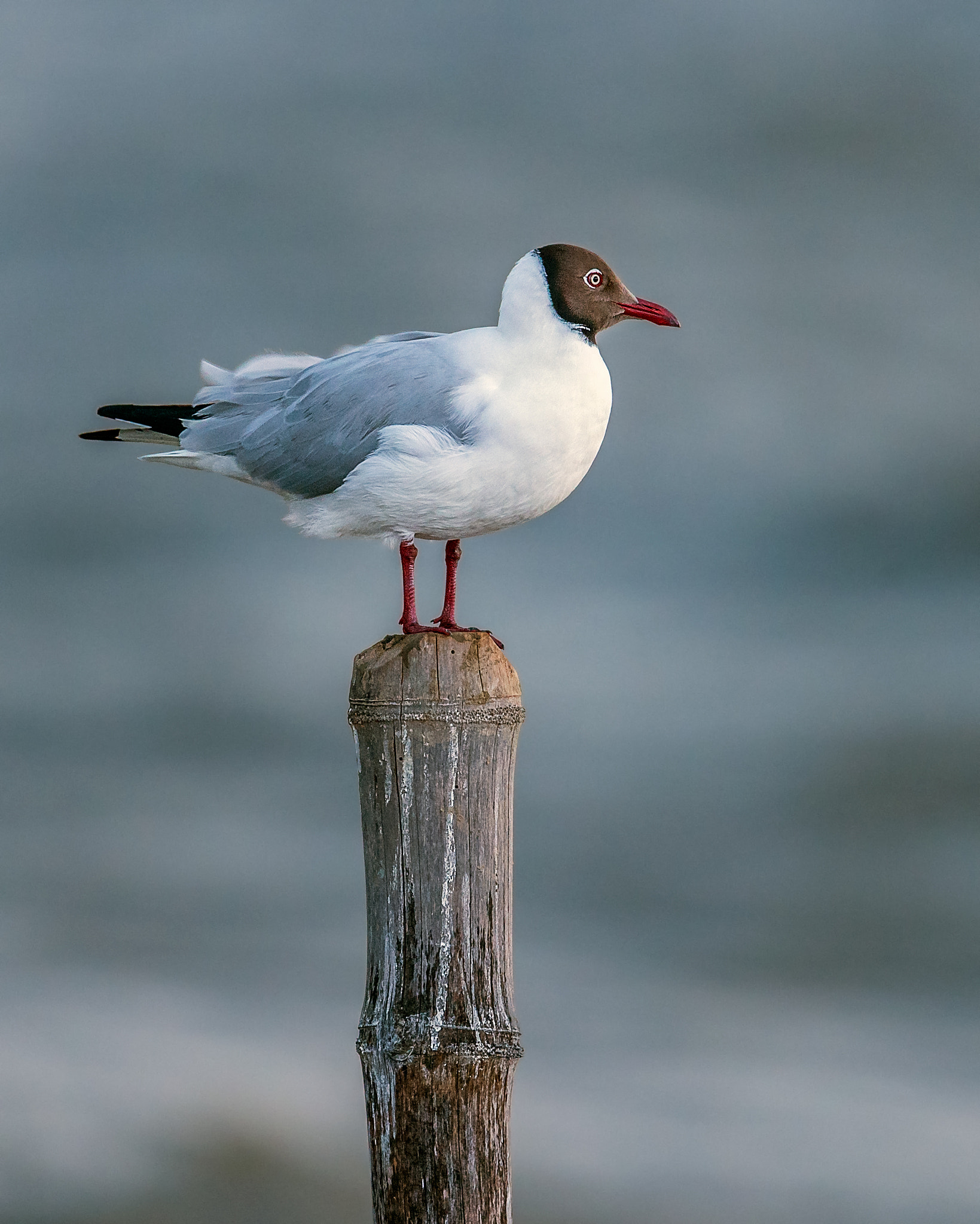 Nikon AF-S Nikkor 600mm F4E FL ED VR sample photo. Brown-headed sea-gull photography