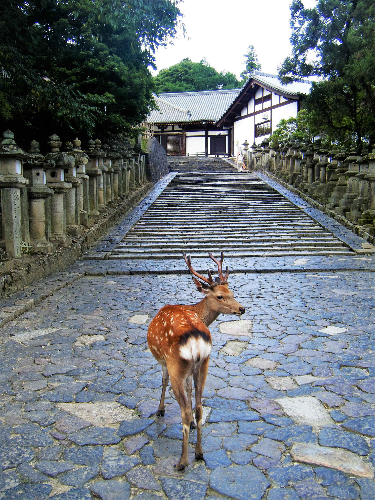 Fujifilm FinePix Z20fd sample photo. Nara deer photography