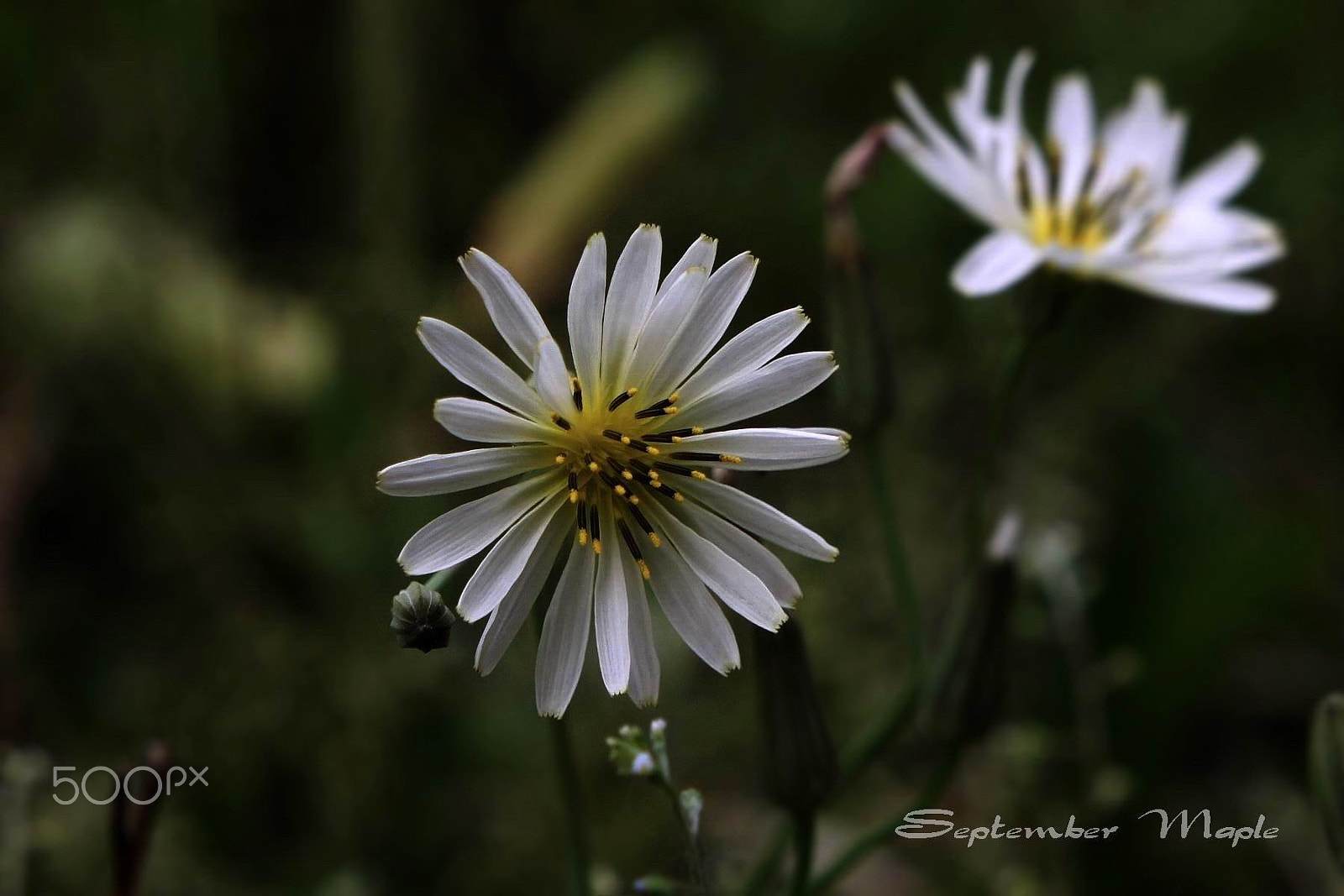 Sony NEX-5C + Sony E 18-55mm F3.5-5.6 OSS sample photo. 野花小品 18 photography