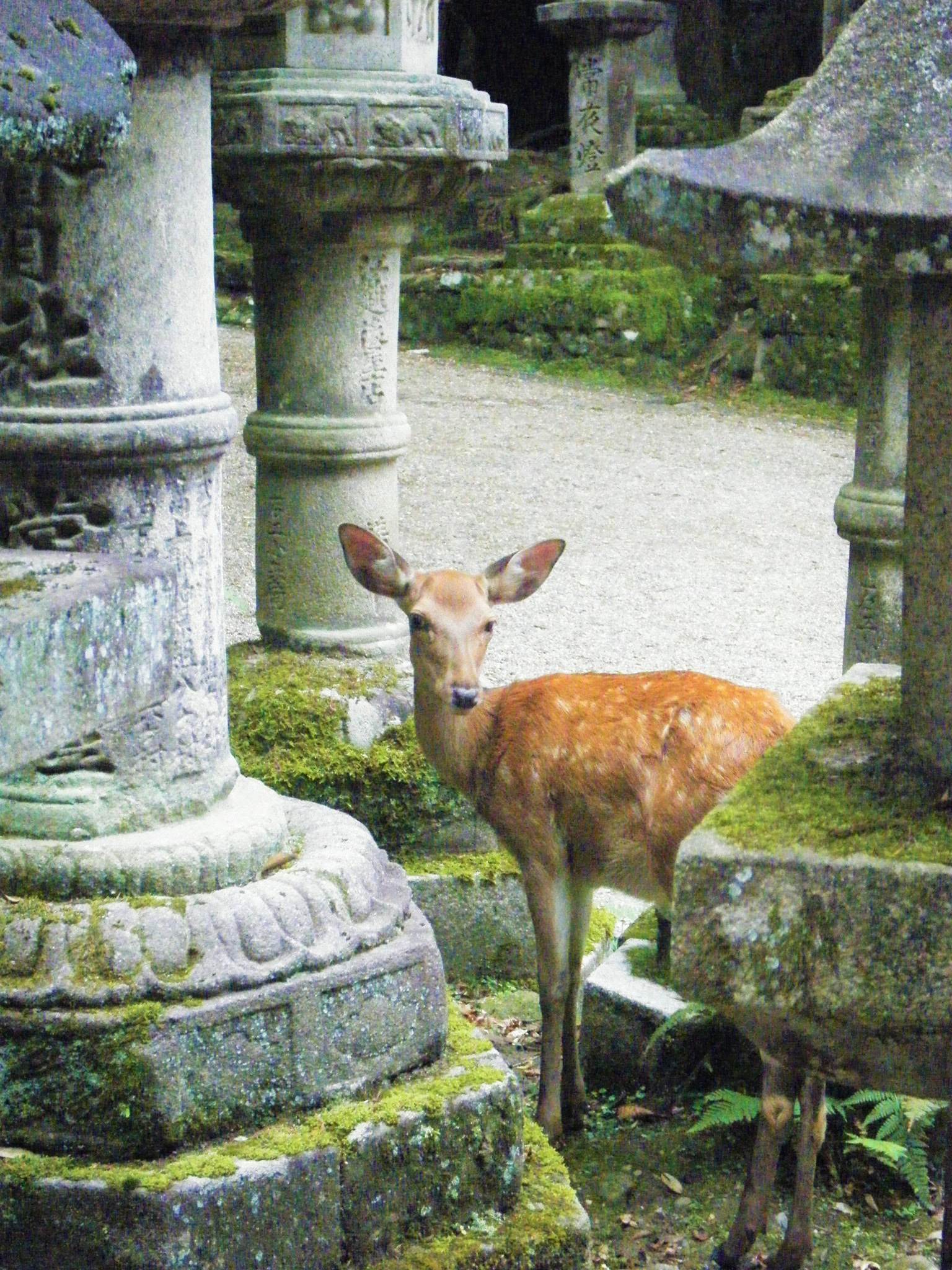 Fujifilm FinePix Z20fd sample photo. Nara deer photography