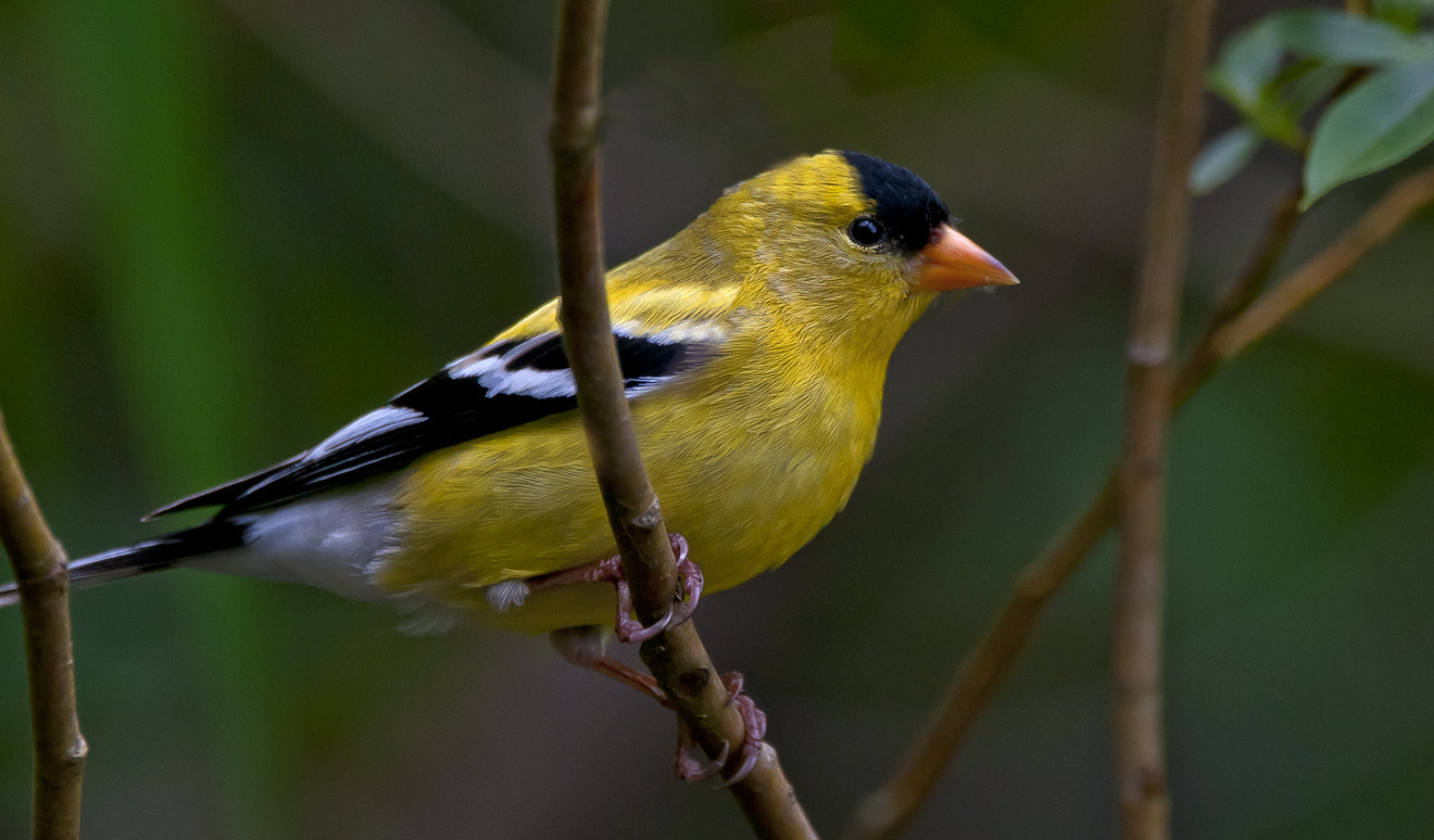 Sigma 150-600mm F5-6.3 DG OS HSM | C sample photo. American goldfinch photography