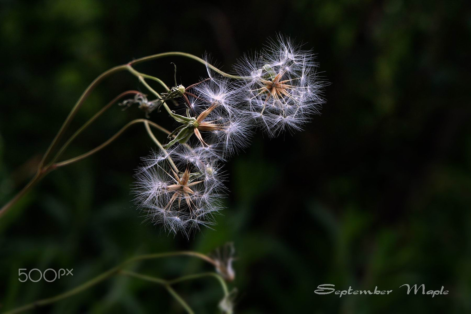 Sony NEX-5C sample photo. 野花小品 19 photography
