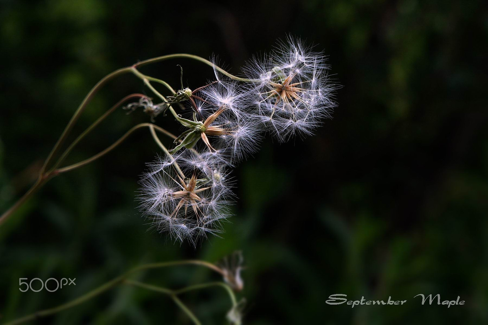 Sony NEX-5C + Sony E 18-55mm F3.5-5.6 OSS sample photo. 野花小品 19 photography