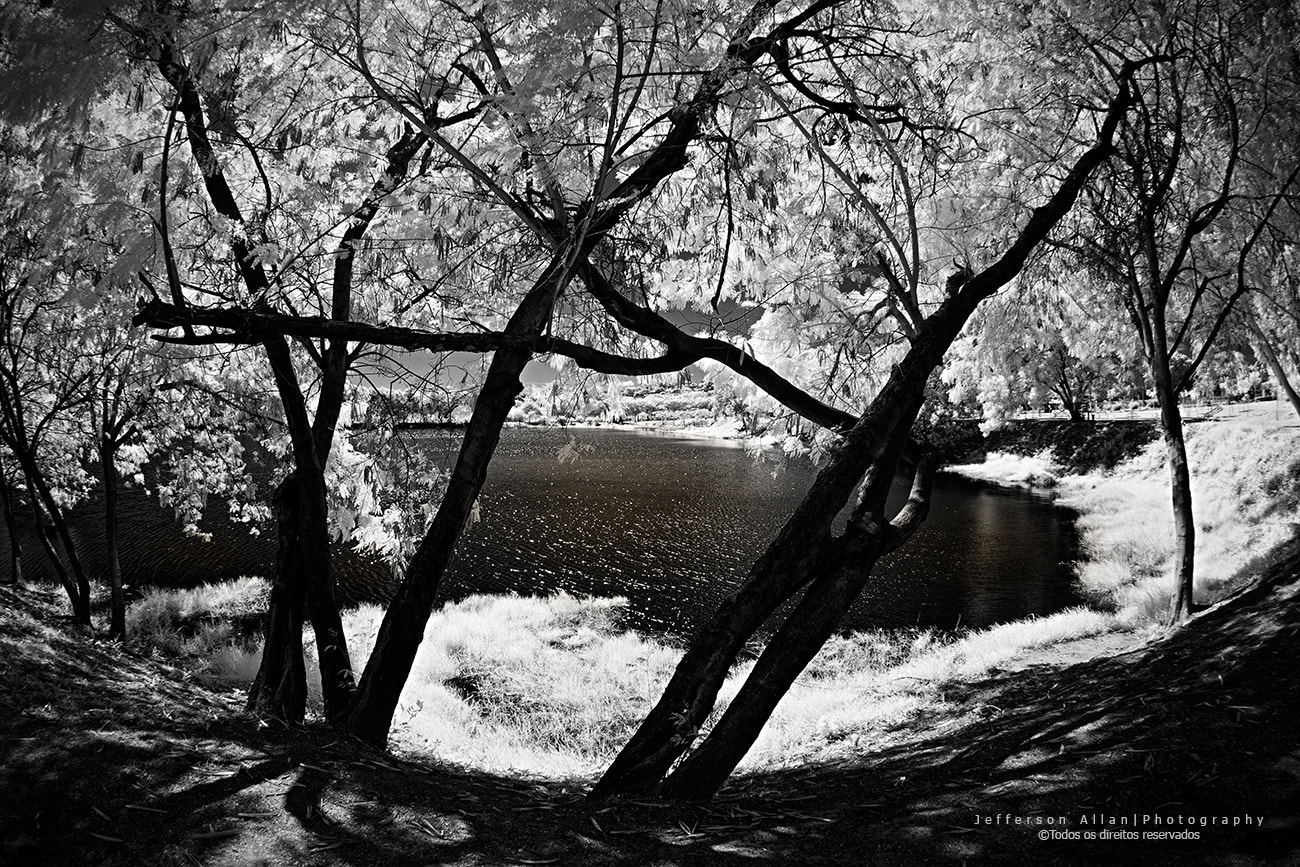 Canon EF 8-15mm F4L Fisheye USM sample photo. Infrared photography