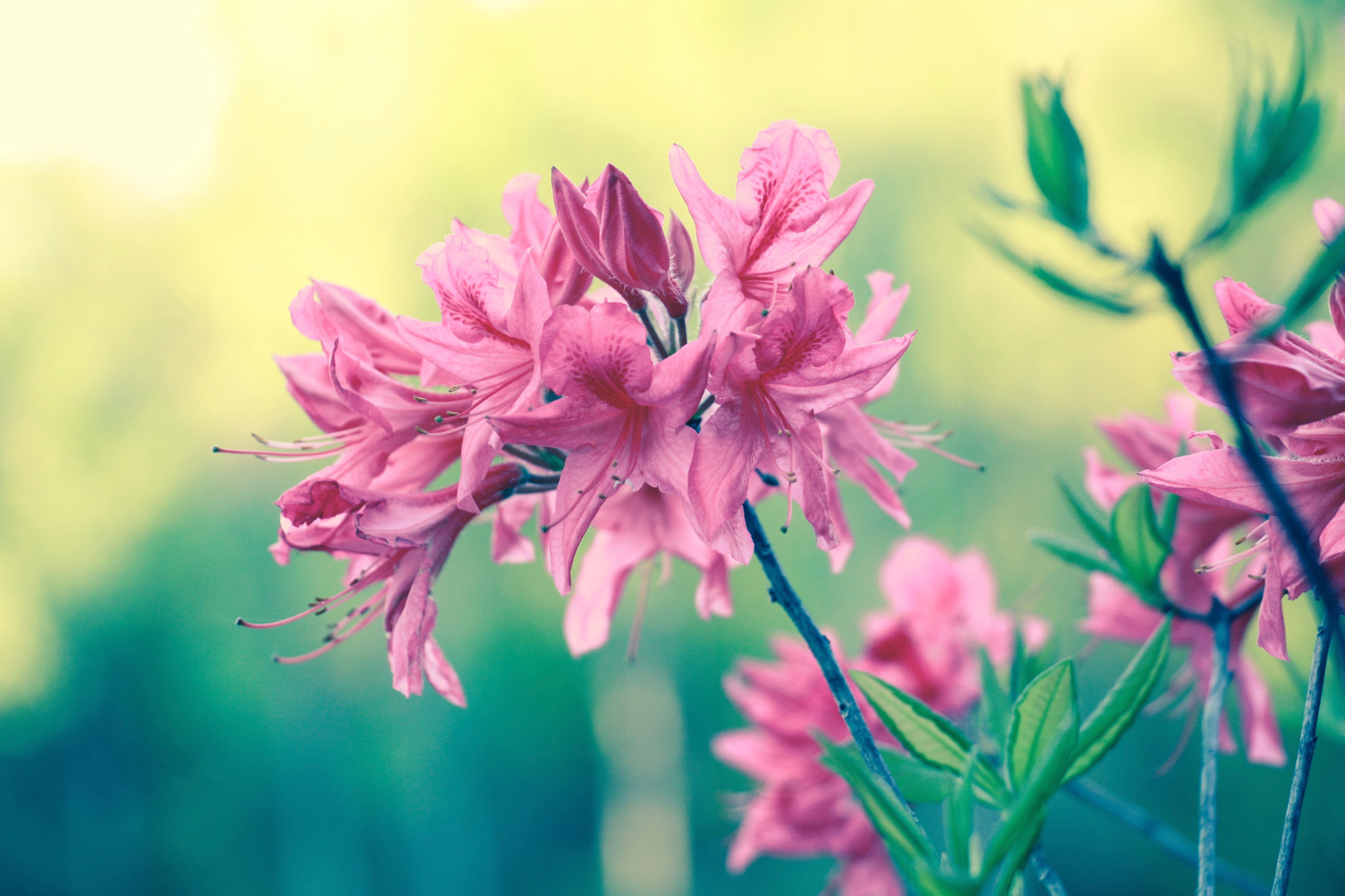 Canon EOS 40D sample photo. Pretty flower photography