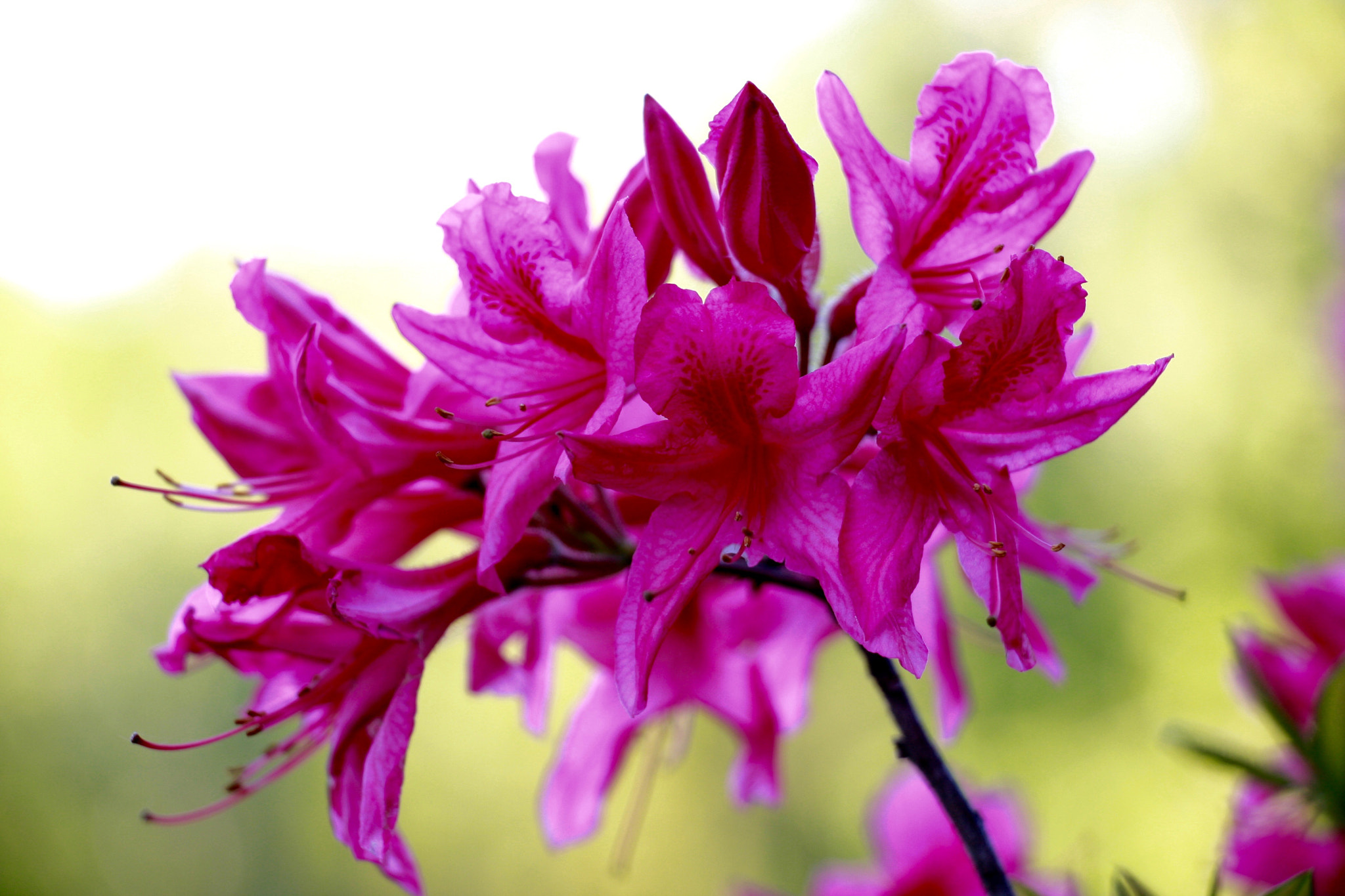 Canon EOS 40D sample photo. Pink flower photography