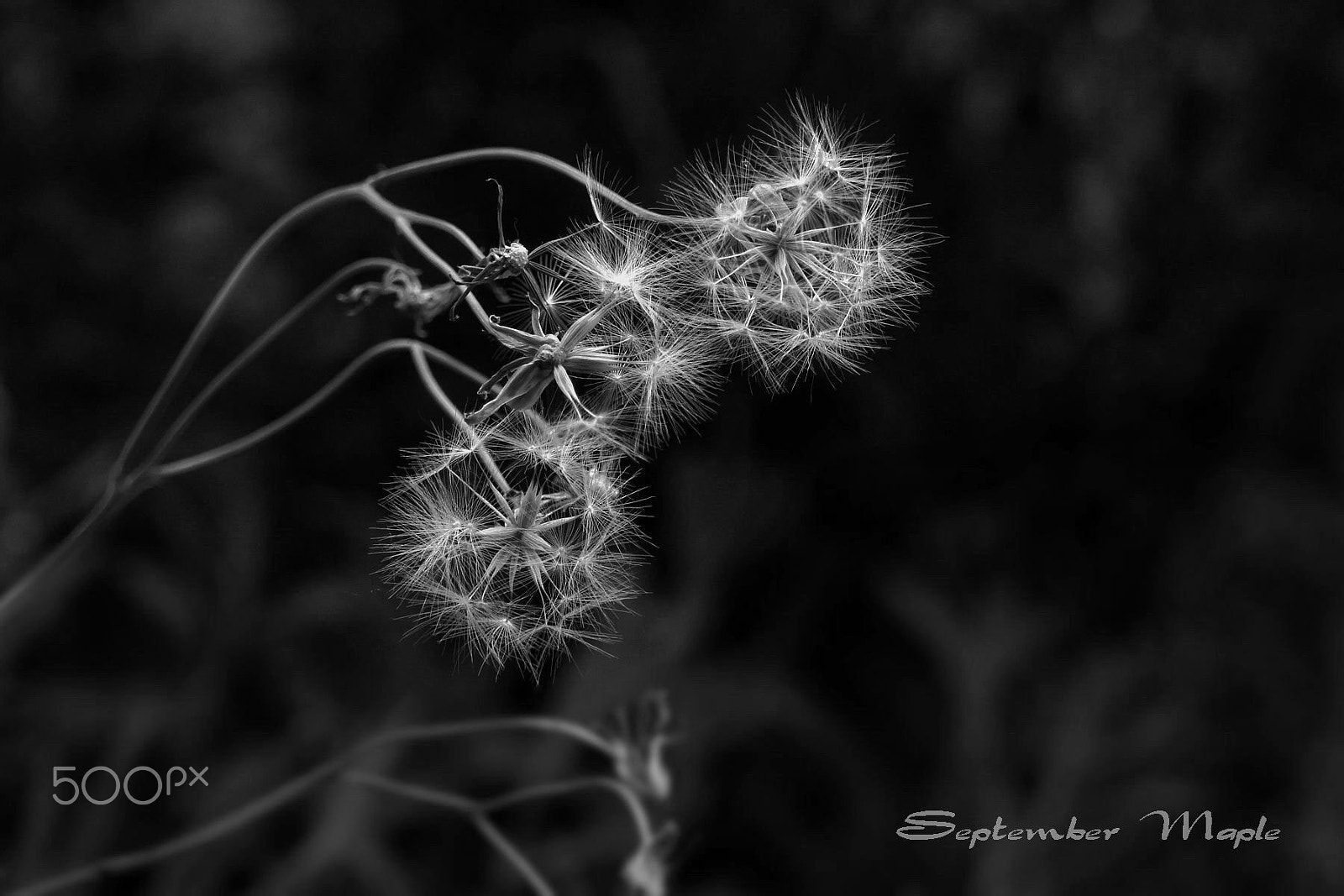 Sony NEX-5C sample photo. 野花小品 20 （黑白） photography