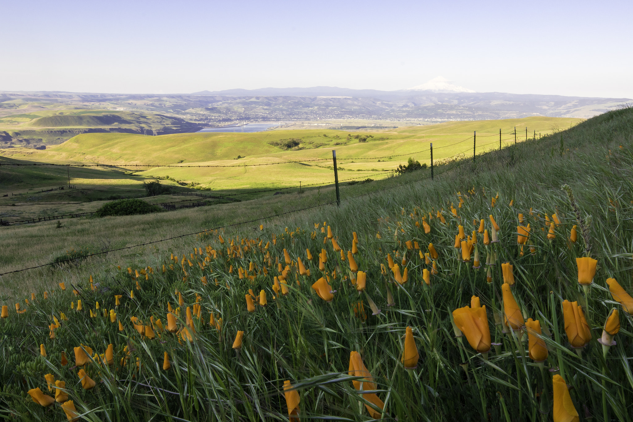 Canon TS-E 17mm F4L Tilt-Shift sample photo. Poppies above the columbia river photography