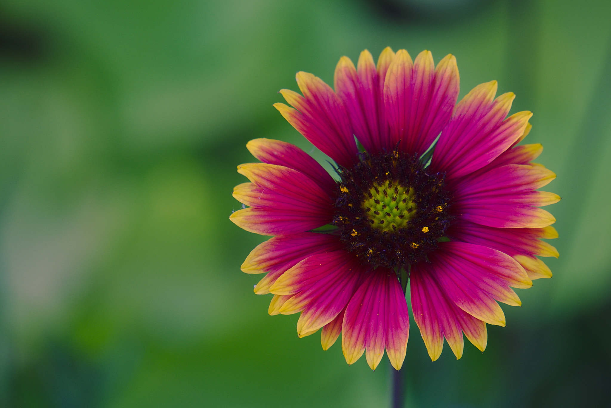 Sony E 55-210mm F4.5-6.3 OSS sample photo. Flower photography