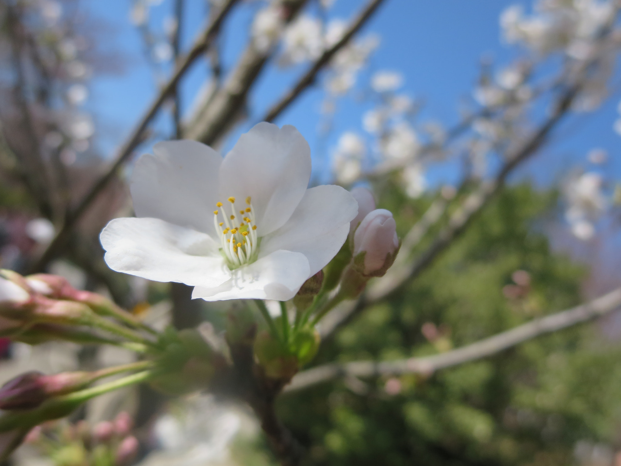 Canon PowerShot ELPH 330 HS (IXUS 255 HS / IXY 610F) sample photo. Flowers photography