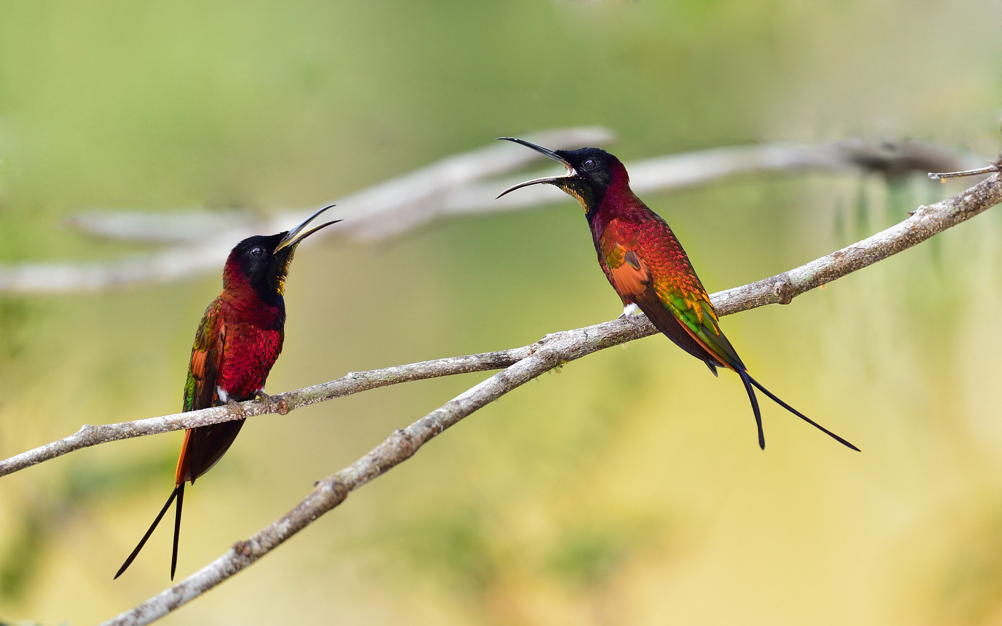 Nikon AF-S Nikkor 800mm F5.6E FL ED VR sample photo. The red fork tail hummingbird photography