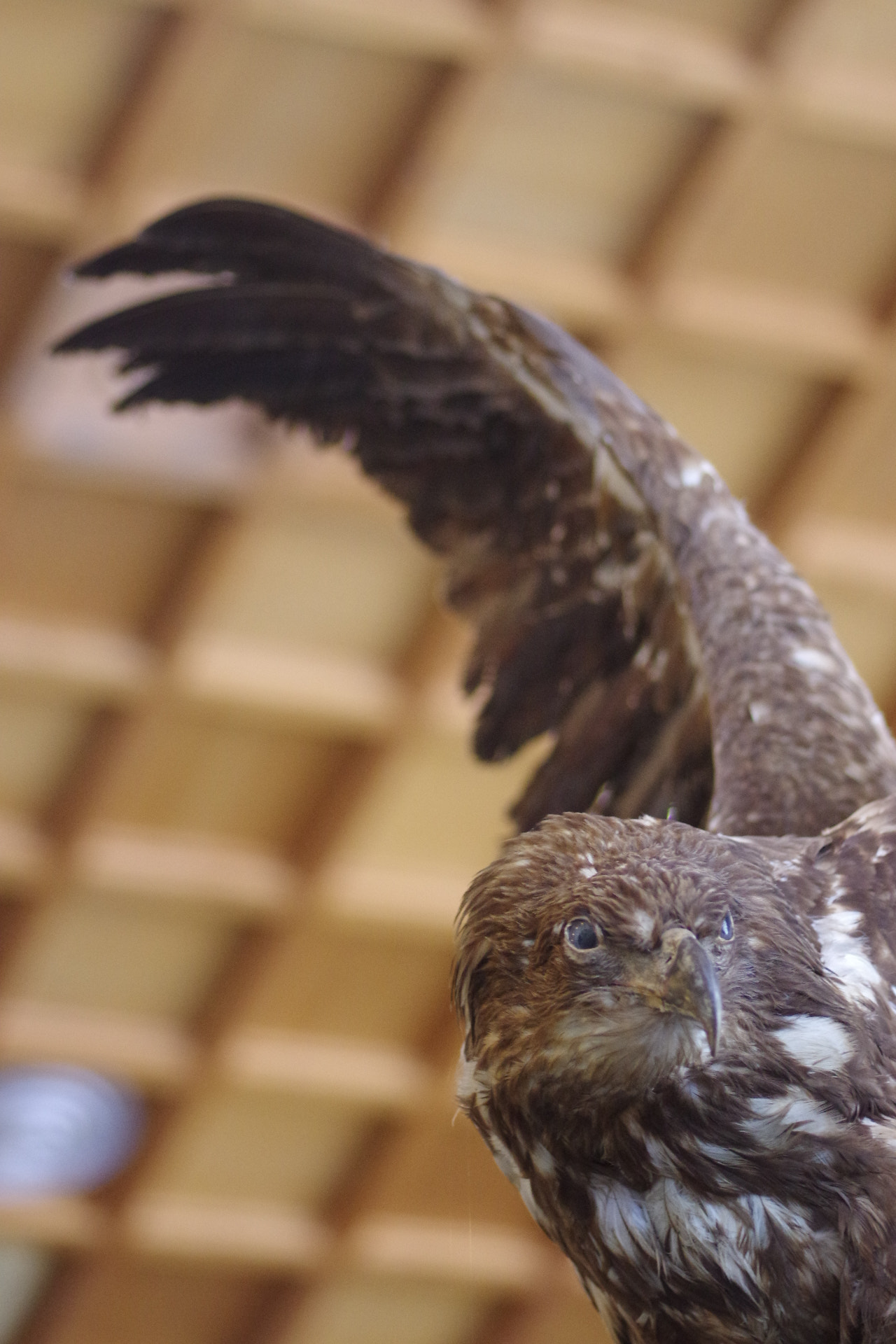 Pentax smc D-FA 100mm F2.8 macro sample photo. Stuffed eagle  photography
