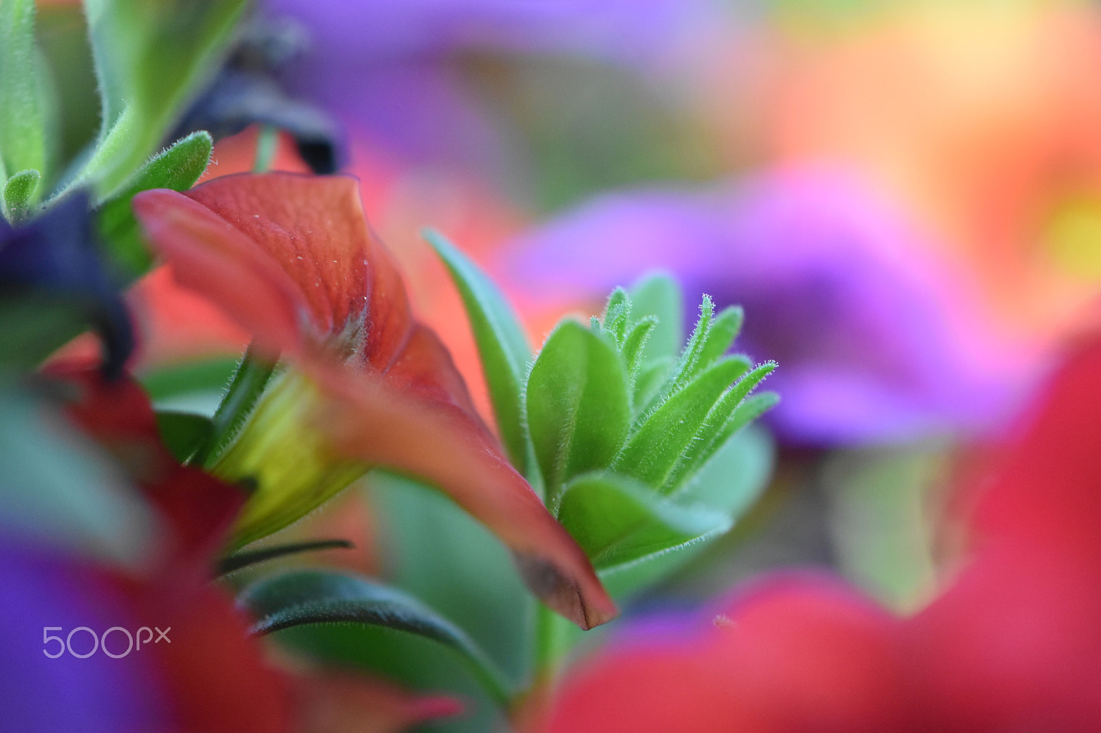 Nikon AF-S DX Micro-Nikkor 85mm F3.5G ED VR sample photo. Couleur photography