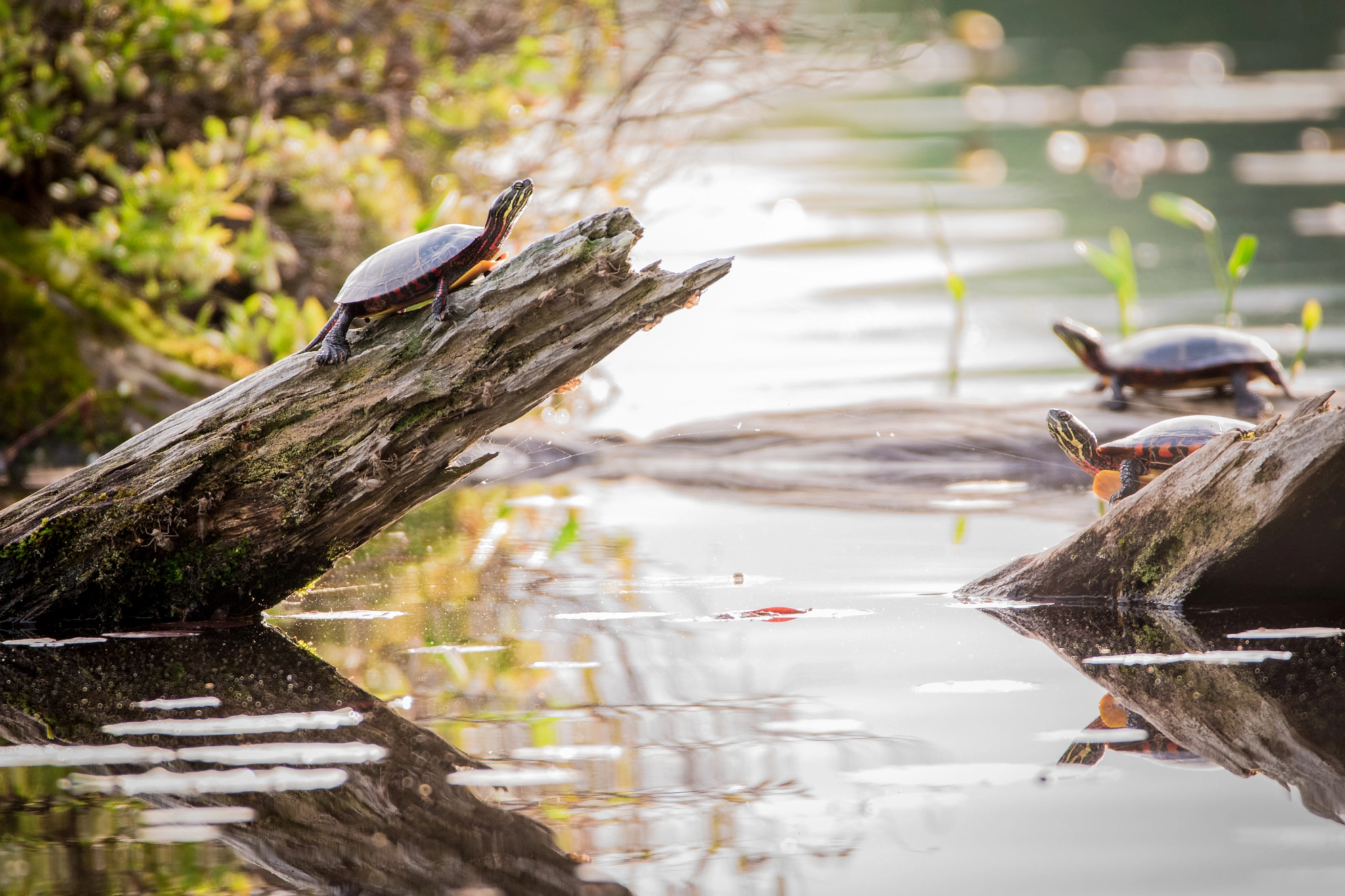 Sigma 150-600mm F5-6.3 DG OS HSM | C sample photo. Painted turtles photography