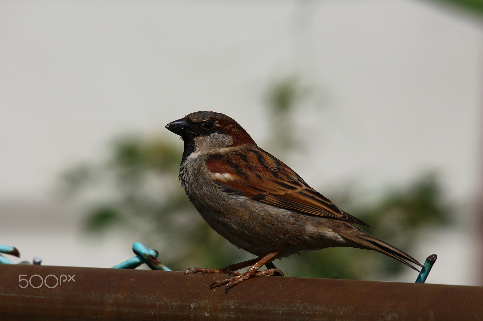Sigma 150-500mm F5-6.3 DG OS HSM sample photo. Posing sparrow photography