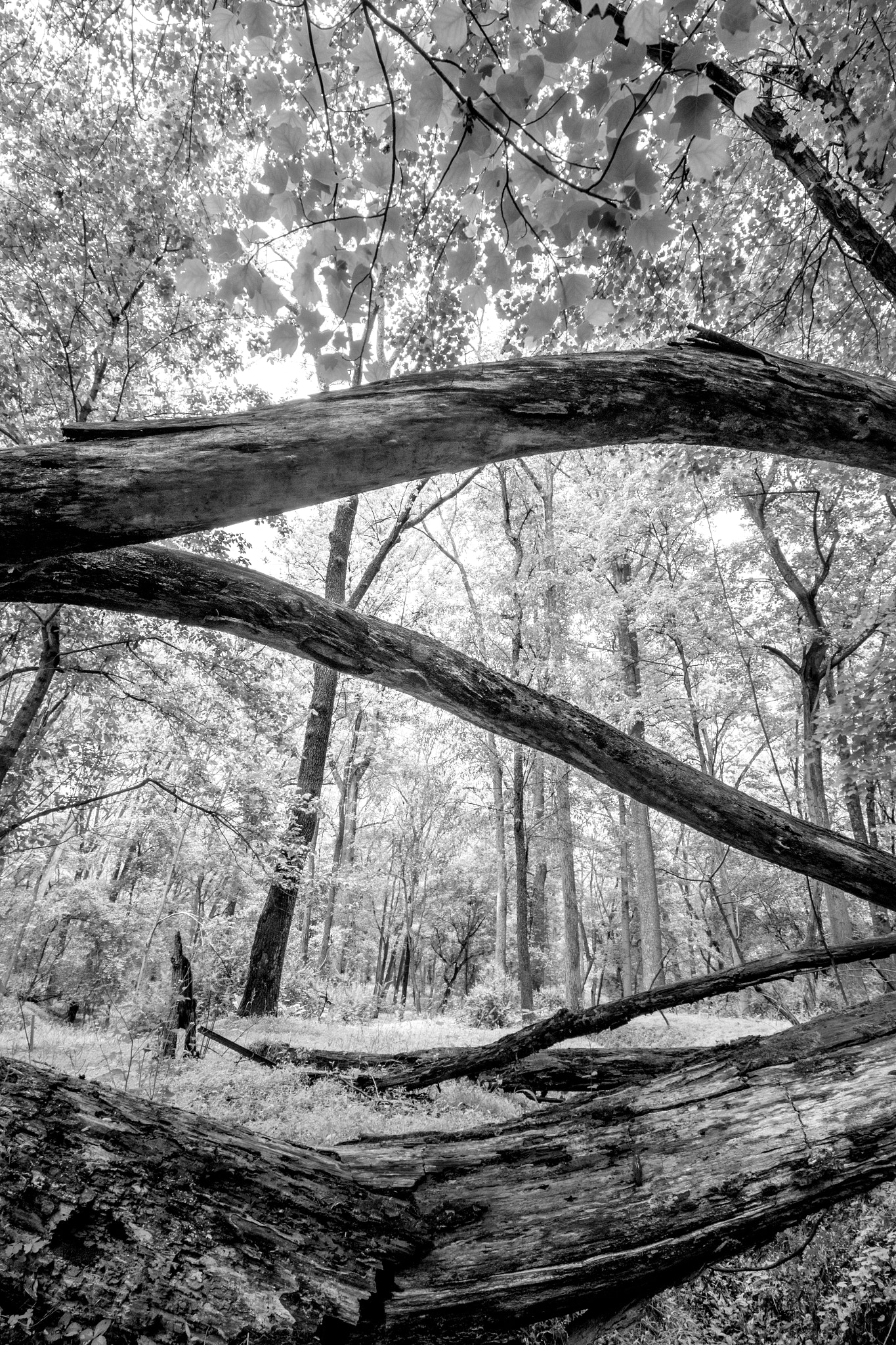 Canon EF-S 10-18mm F4.5–5.6 IS STM sample photo. Verdant green, photographic version photography