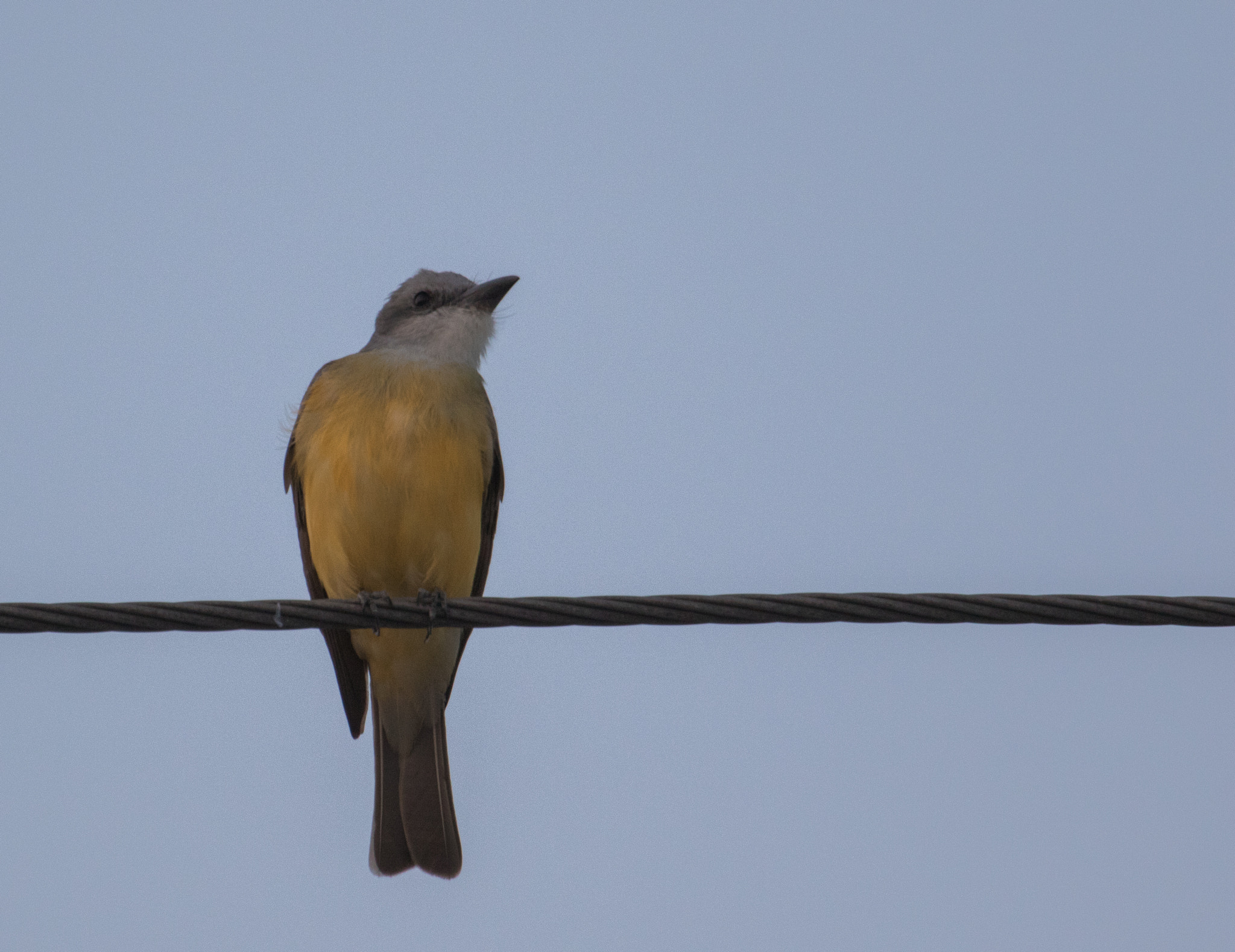 Canon EF 70-200mm F4L USM sample photo. Cuerda floja 2 photography