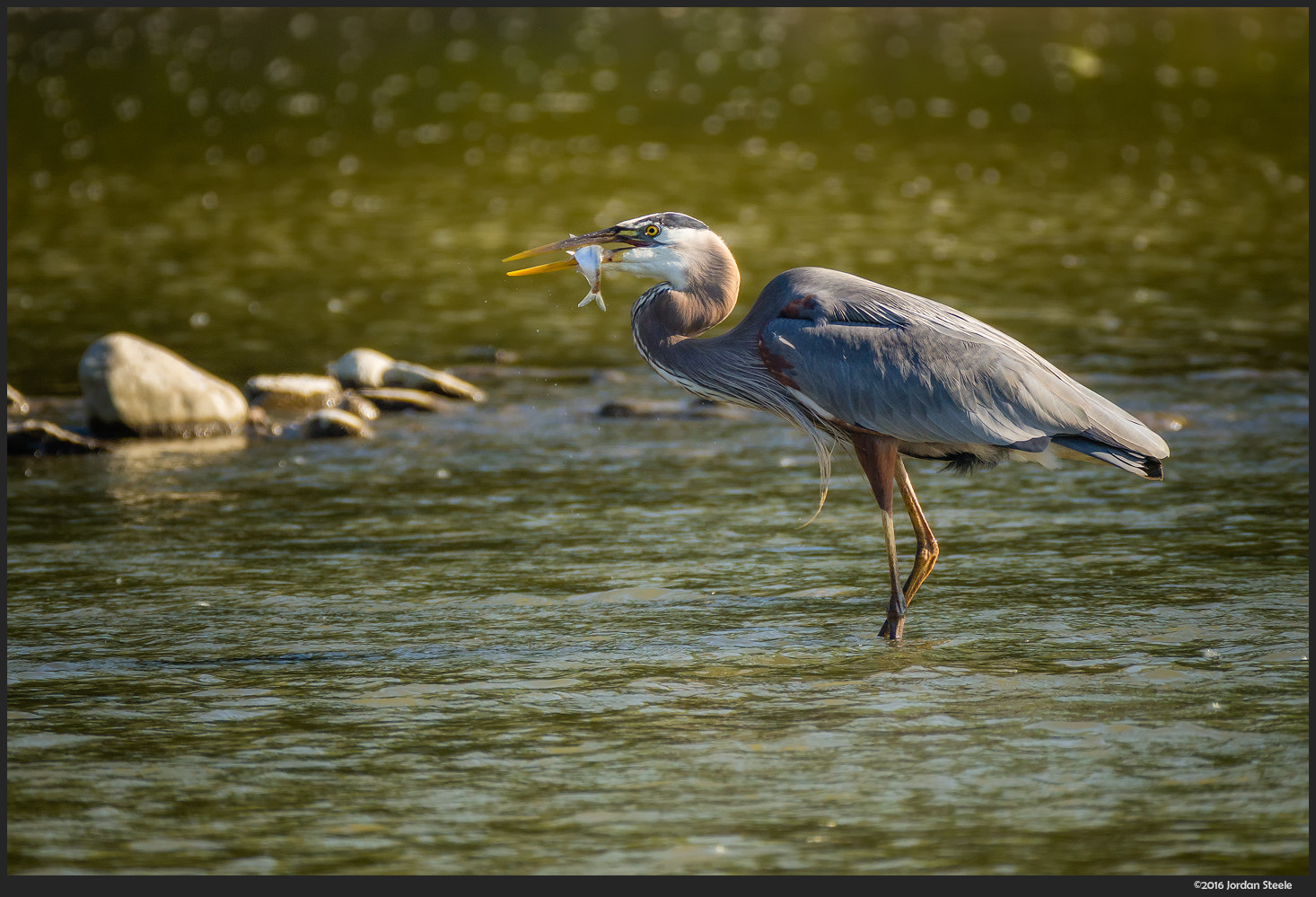 Olympus OM-D E-M10 II + LEICA DG 100-400/F4.0-6.3 sample photo. Great blue heron fishing photography