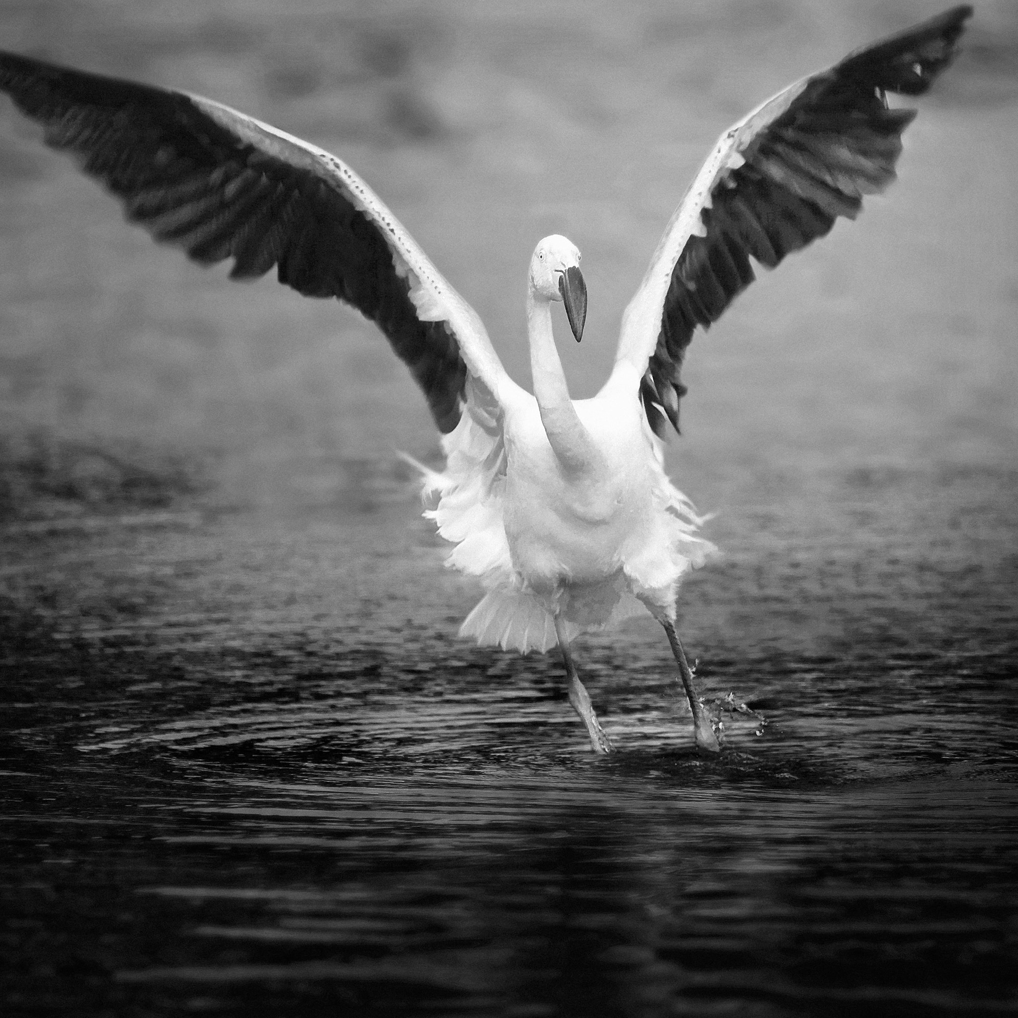 Canon EF 70-200mm F4L IS USM sample photo. Joy of nature photography