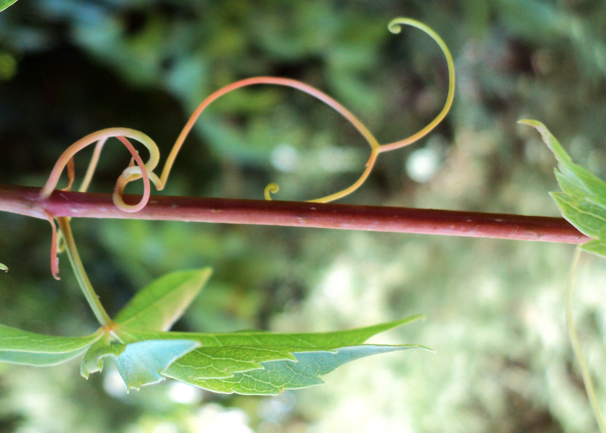 Sony DSC-S2100 sample photo. Vines photography