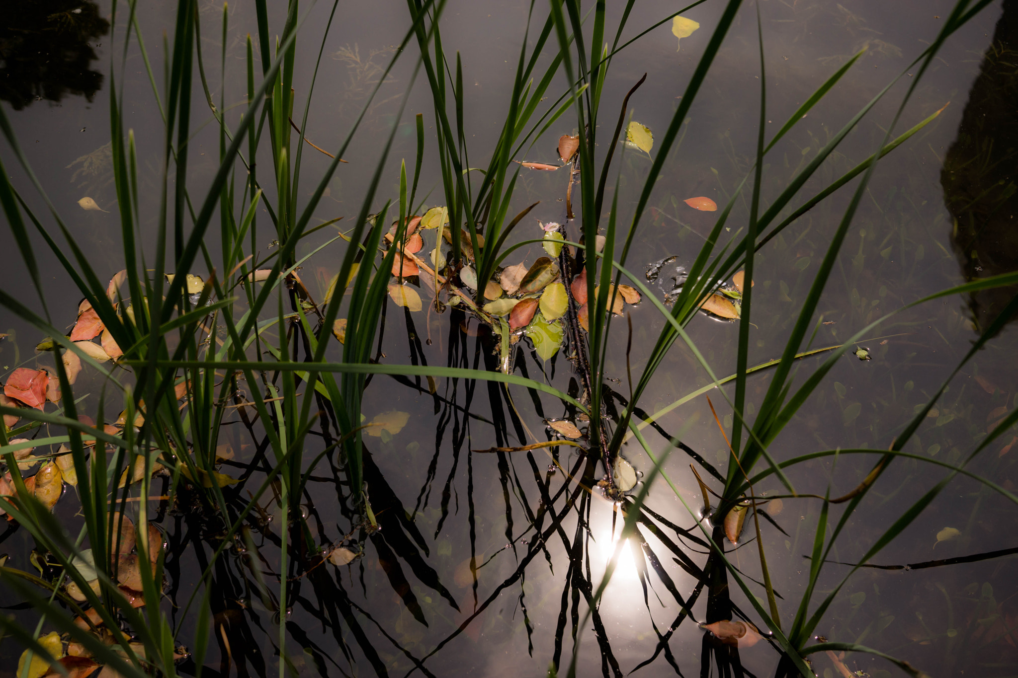 Sony Alpha NEX-7 + Sigma 30mm F2.8 EX DN sample photo. Reflection in the pond photography