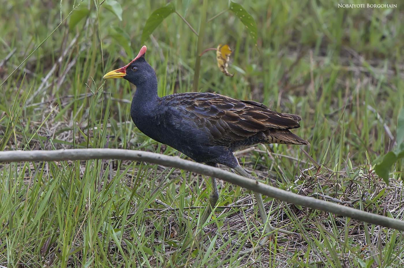 Nikon D800 + Nikon AF-S Nikkor 500mm F4G ED VR sample photo. Water cock photography