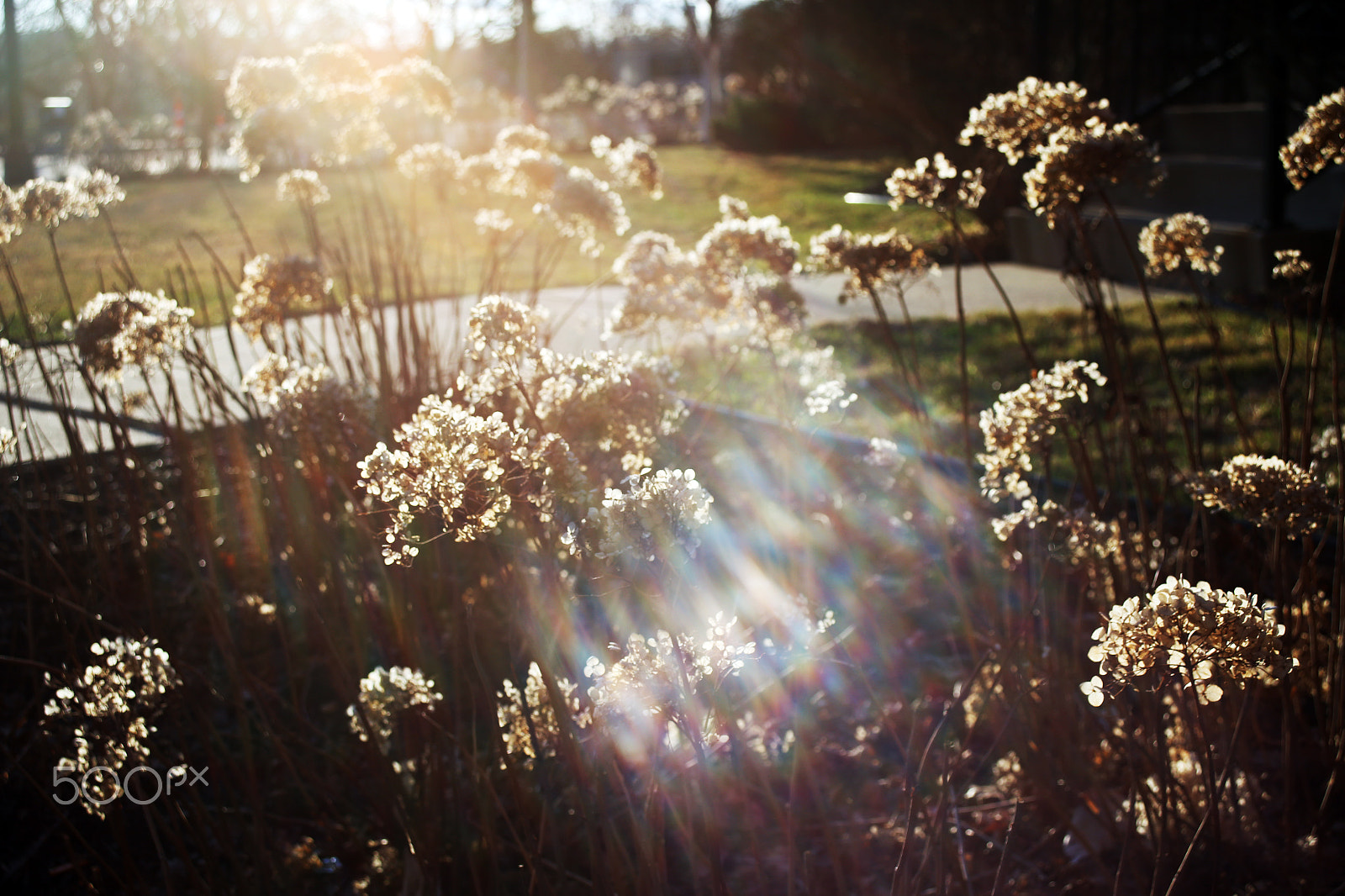 Canon EF 28-80mm f/3.5-5.6 sample photo. Hydrangea photography