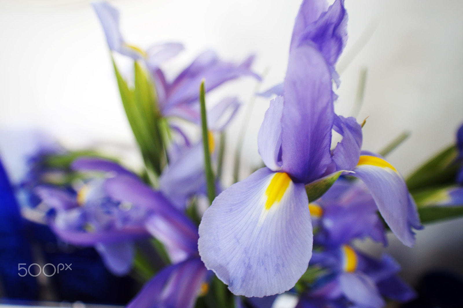 Canon EF 28-80mm f/3.5-5.6 sample photo. Irises photography