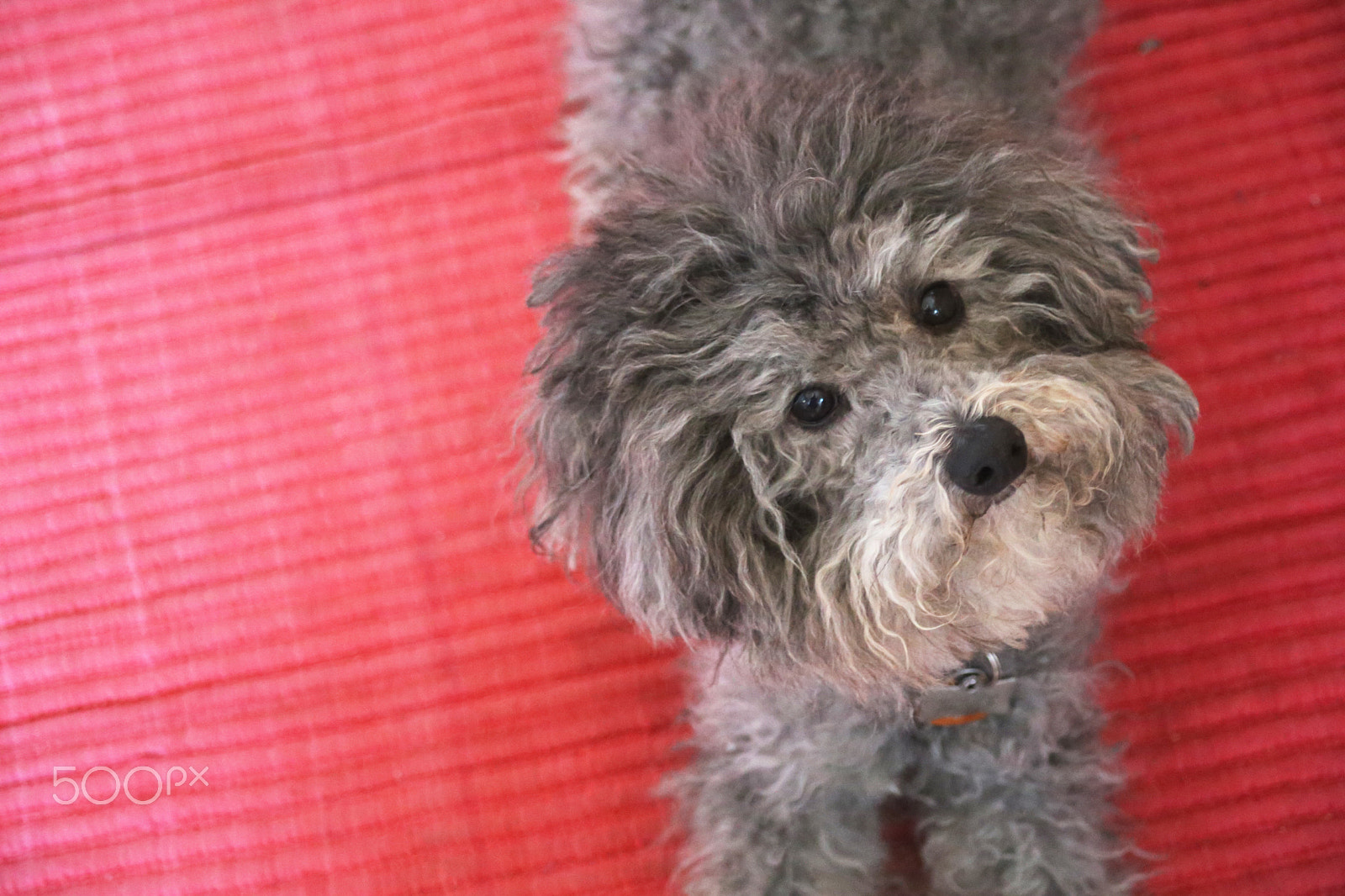 Canon EF 28-80mm f/3.5-5.6 sample photo. Fizzgig photography