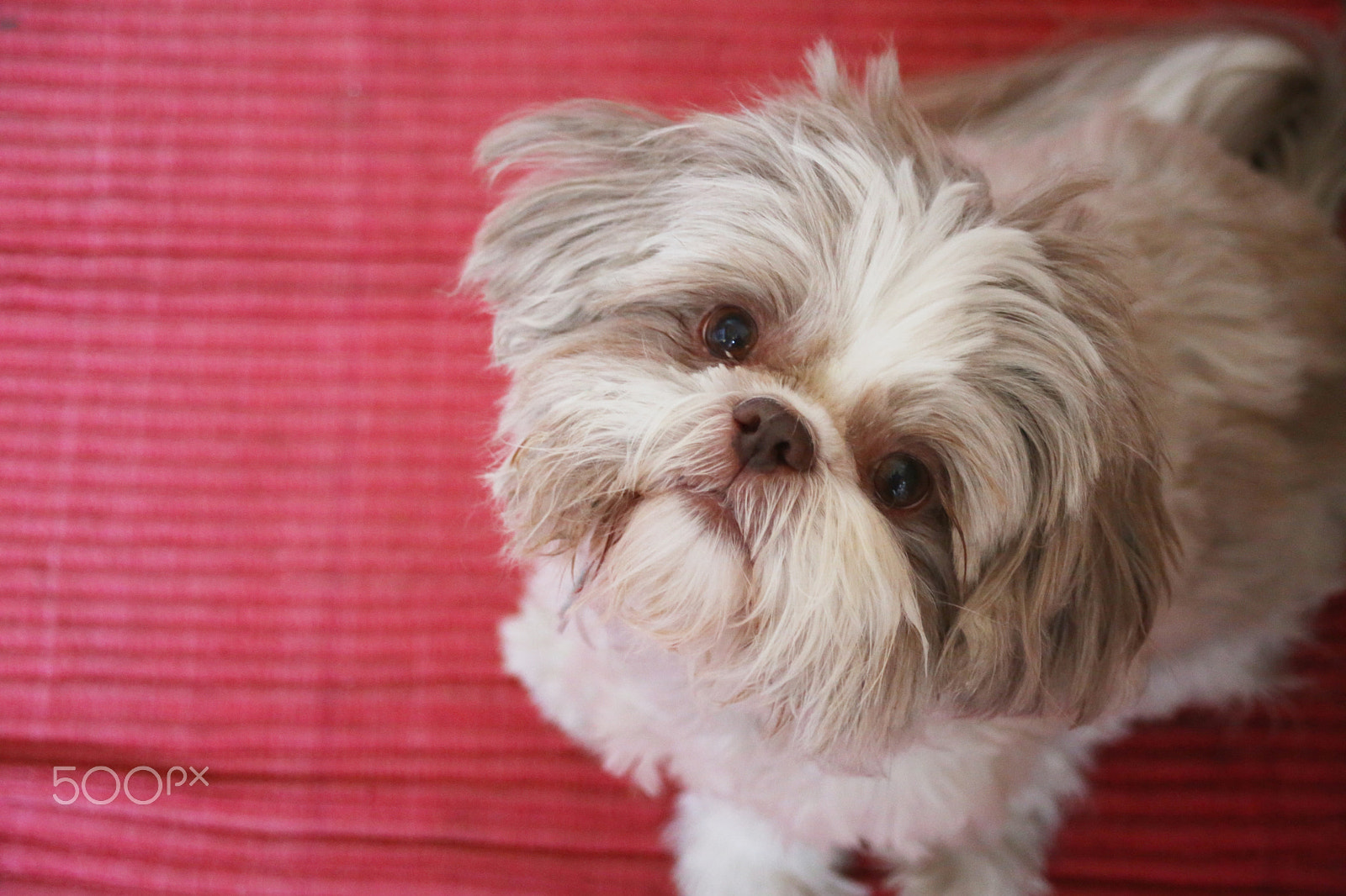Canon EF 28-80mm f/3.5-5.6 sample photo. Oscar photography