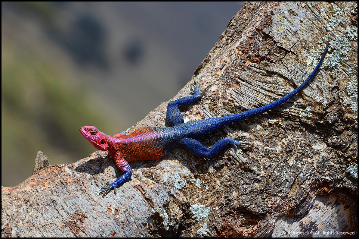 Nikon AF-S Nikkor 200-400mm F4G ED-IF VR sample photo. Spider man agama (agama mwanzae) photography