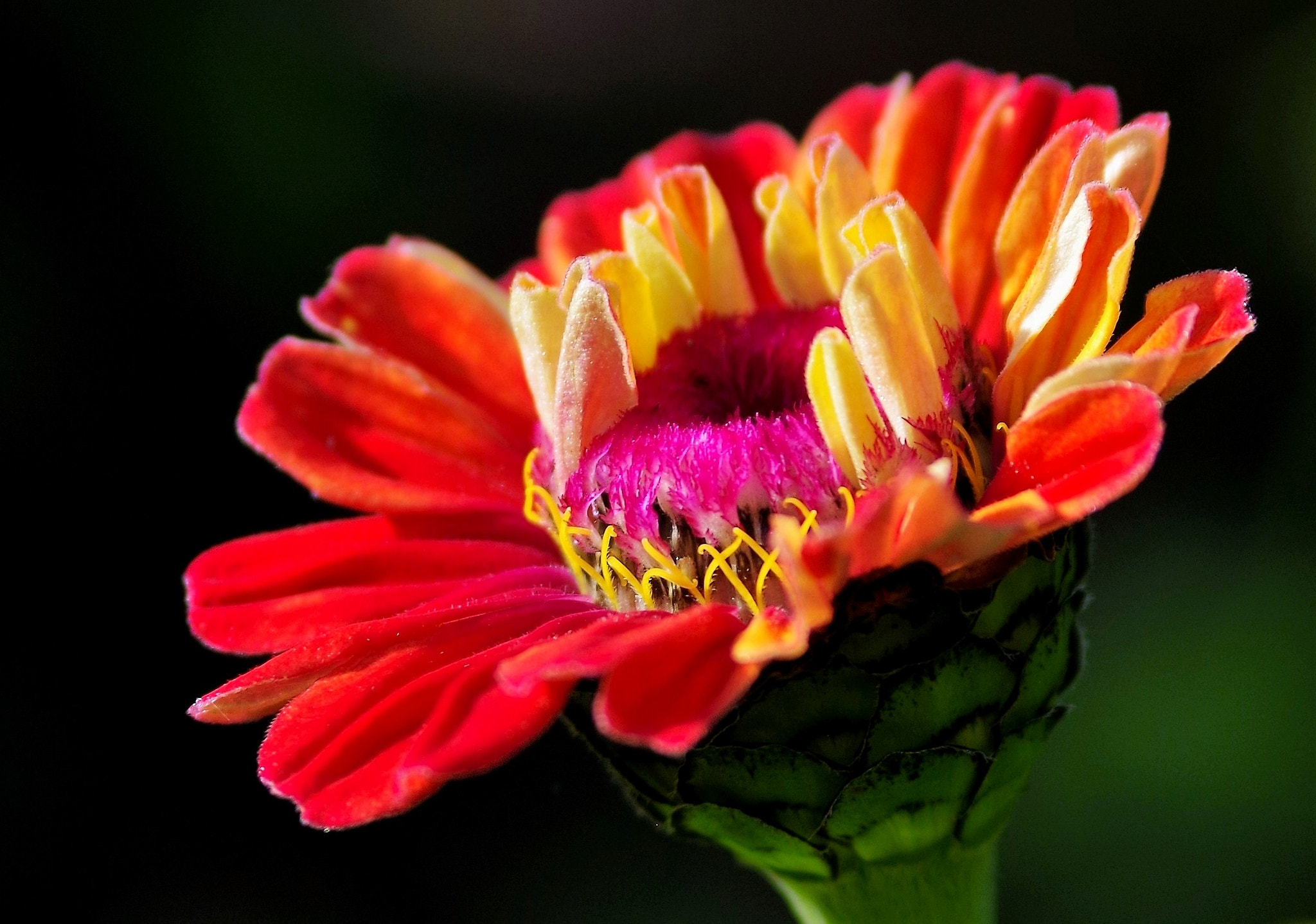 Pentax K-30 + A Series Lens sample photo. Flower.. photography