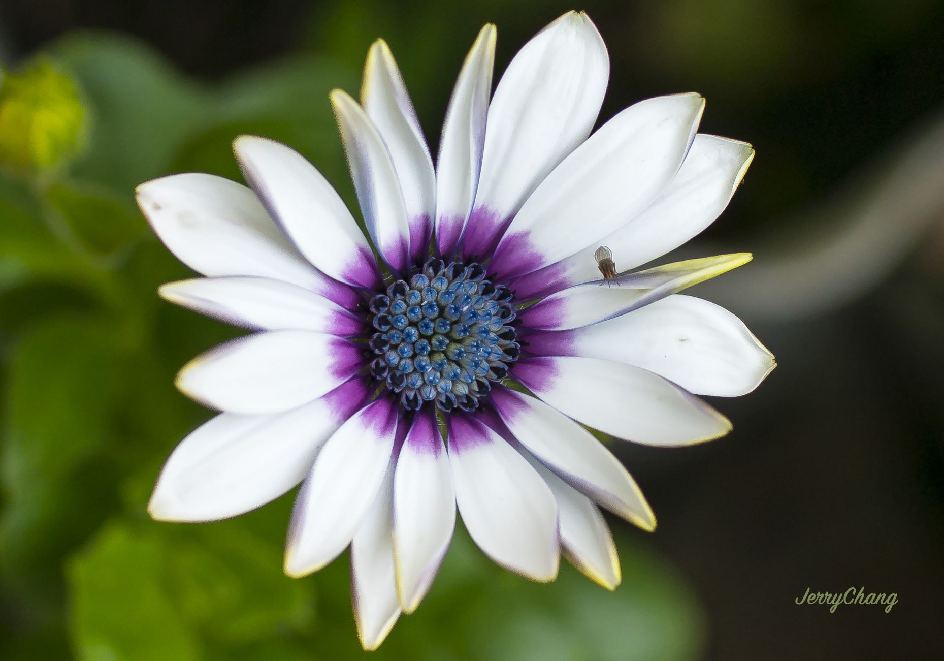 Sony a7R II + Canon EF 35mm F1.4L USM sample photo. Flower photography