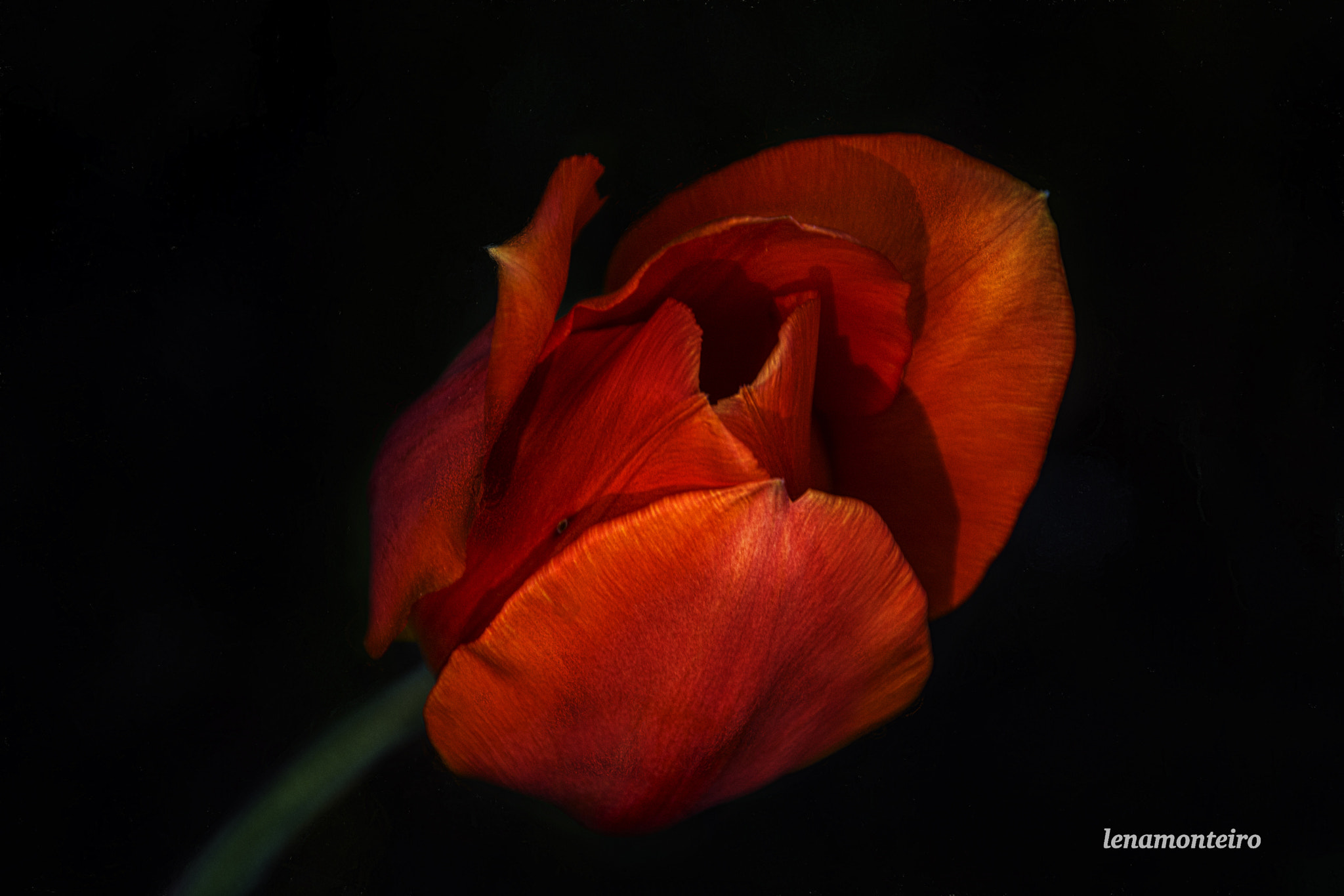 Sigma 18-250mm F3.5-6.3 DC OS HSM sample photo. Red heart... photography