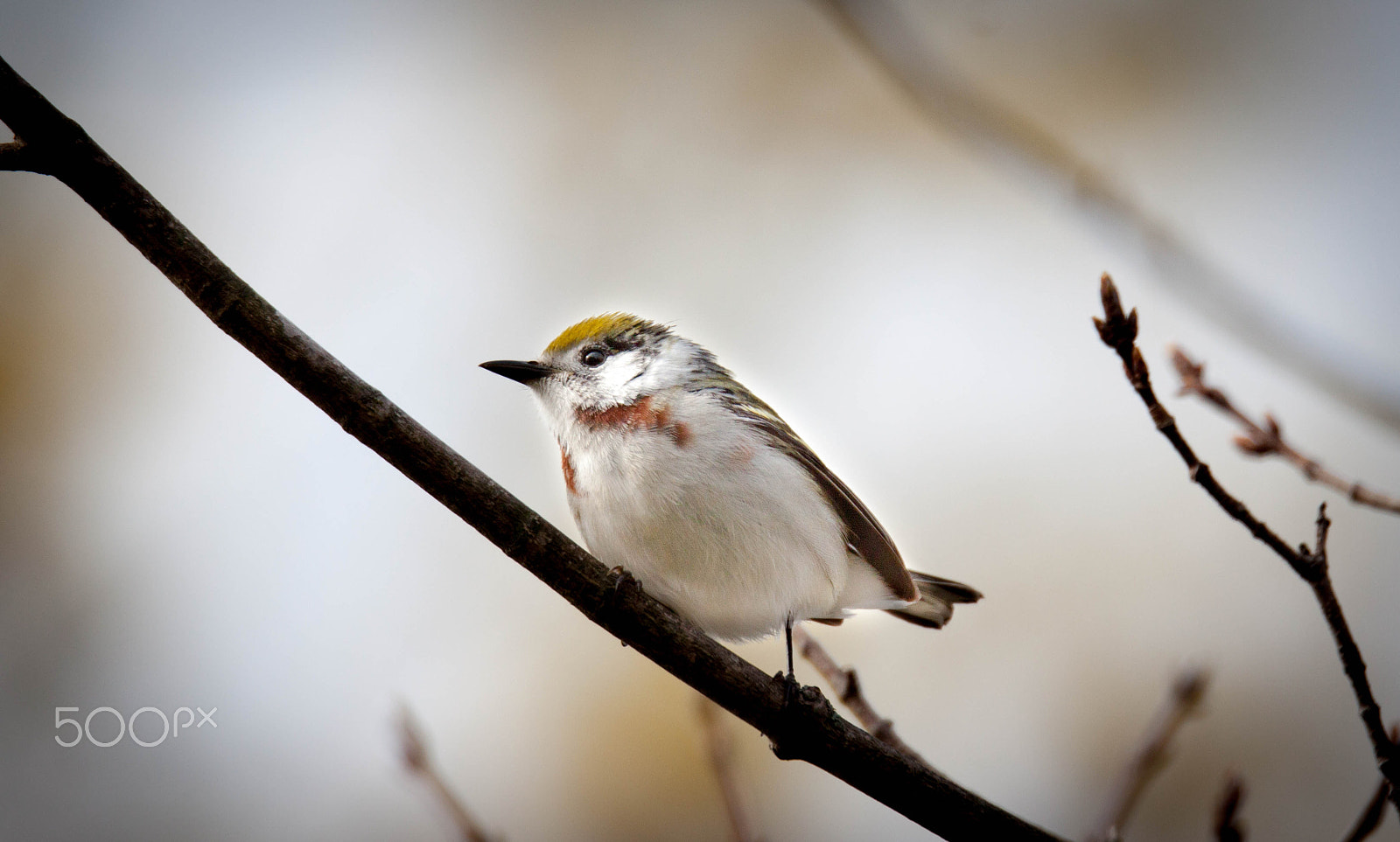 150-600mm F5-6.3 DG OS HSM | Sports 014 sample photo. Chestnut sided warbler photography