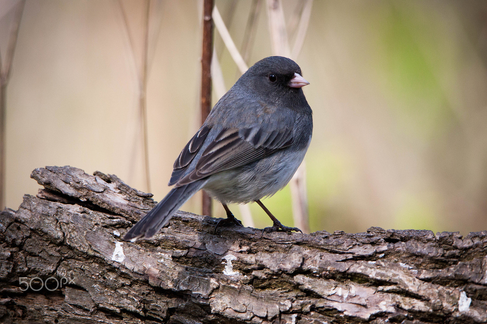 Canon EOS 500D (EOS Rebel T1i / EOS Kiss X3) + Tamron SP 150-600mm F5-6.3 Di VC USD sample photo. Dark-eyed junco photography