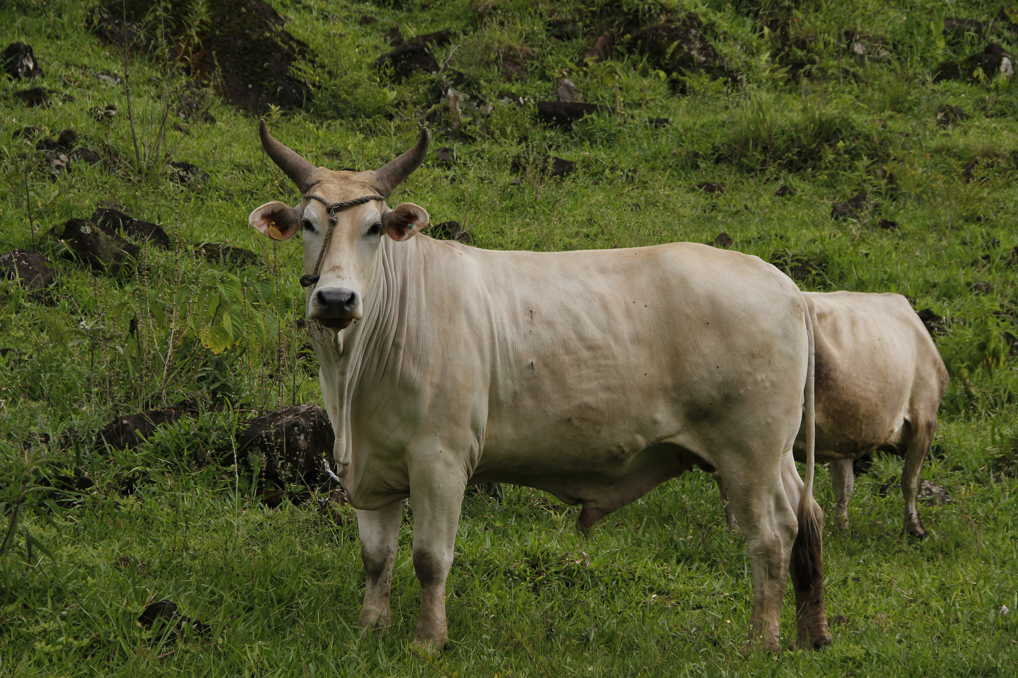 Canon EOS 550D (EOS Rebel T2i / EOS Kiss X4) + Canon EF-S 18-135mm F3.5-5.6 IS sample photo. Bull photography