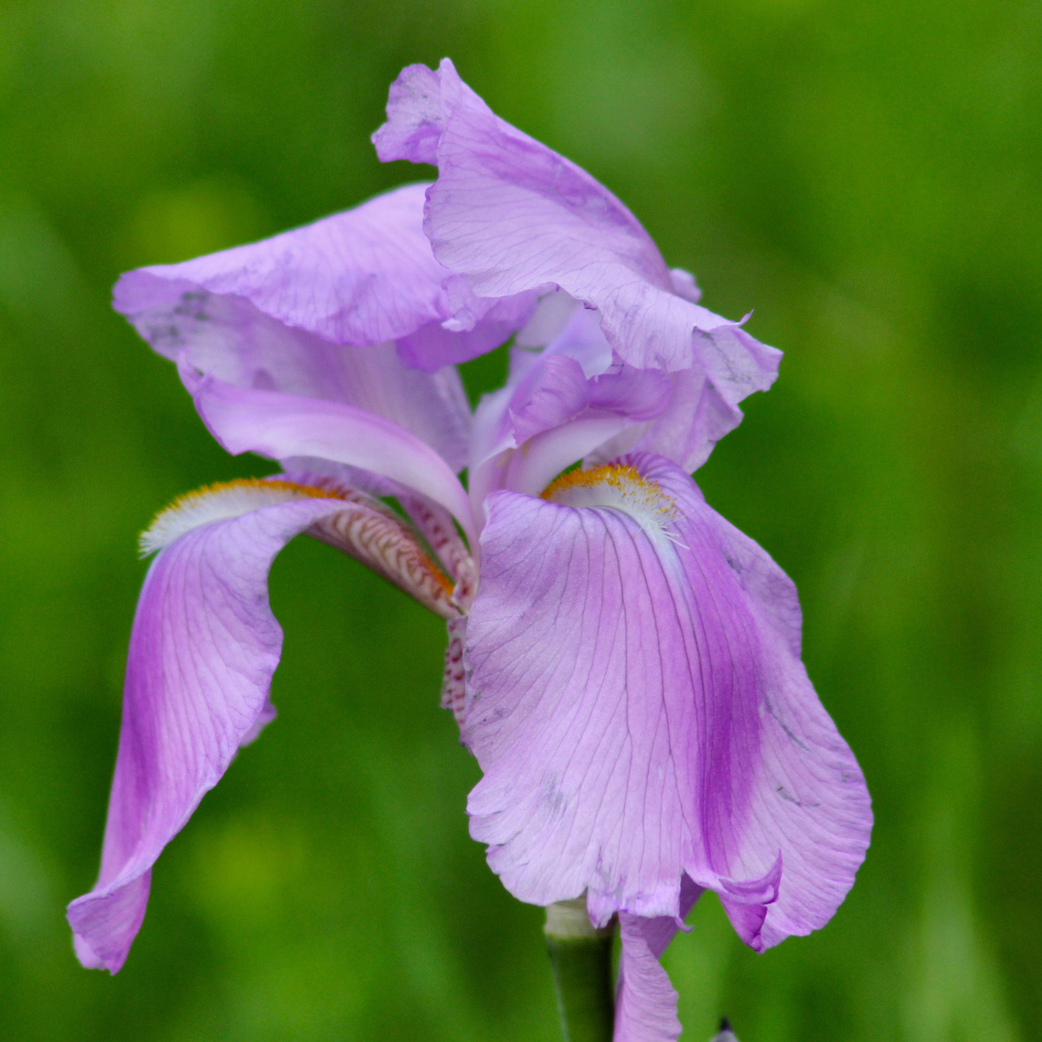 Canon EOS 60D + Canon EF 75-300mm F4.0-5.6 IS USM sample photo. Iris after bloom crop photography