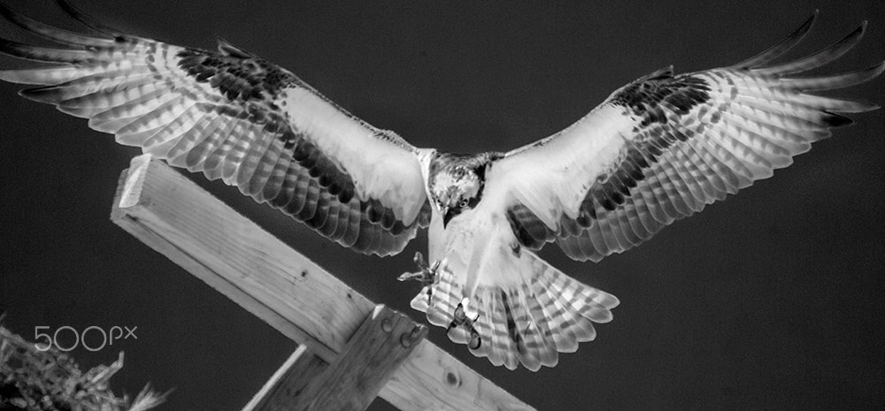 Sigma 150-500mm F5-6.3 DG OS HSM sample photo. Spot the landing photography