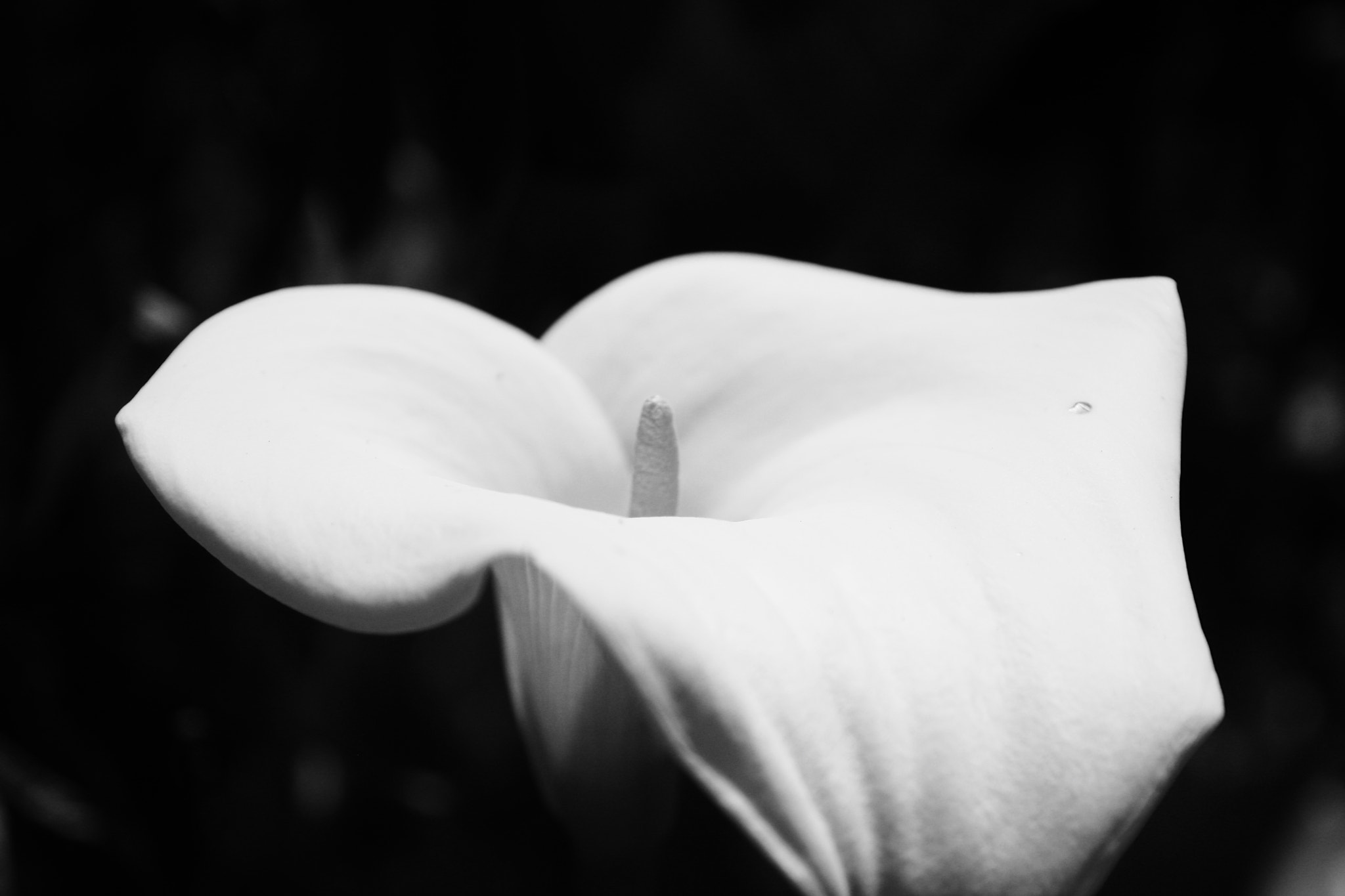 Sigma 18-125mm F3.8-5.6 DC OS HSM sample photo. Calla_b&w photography