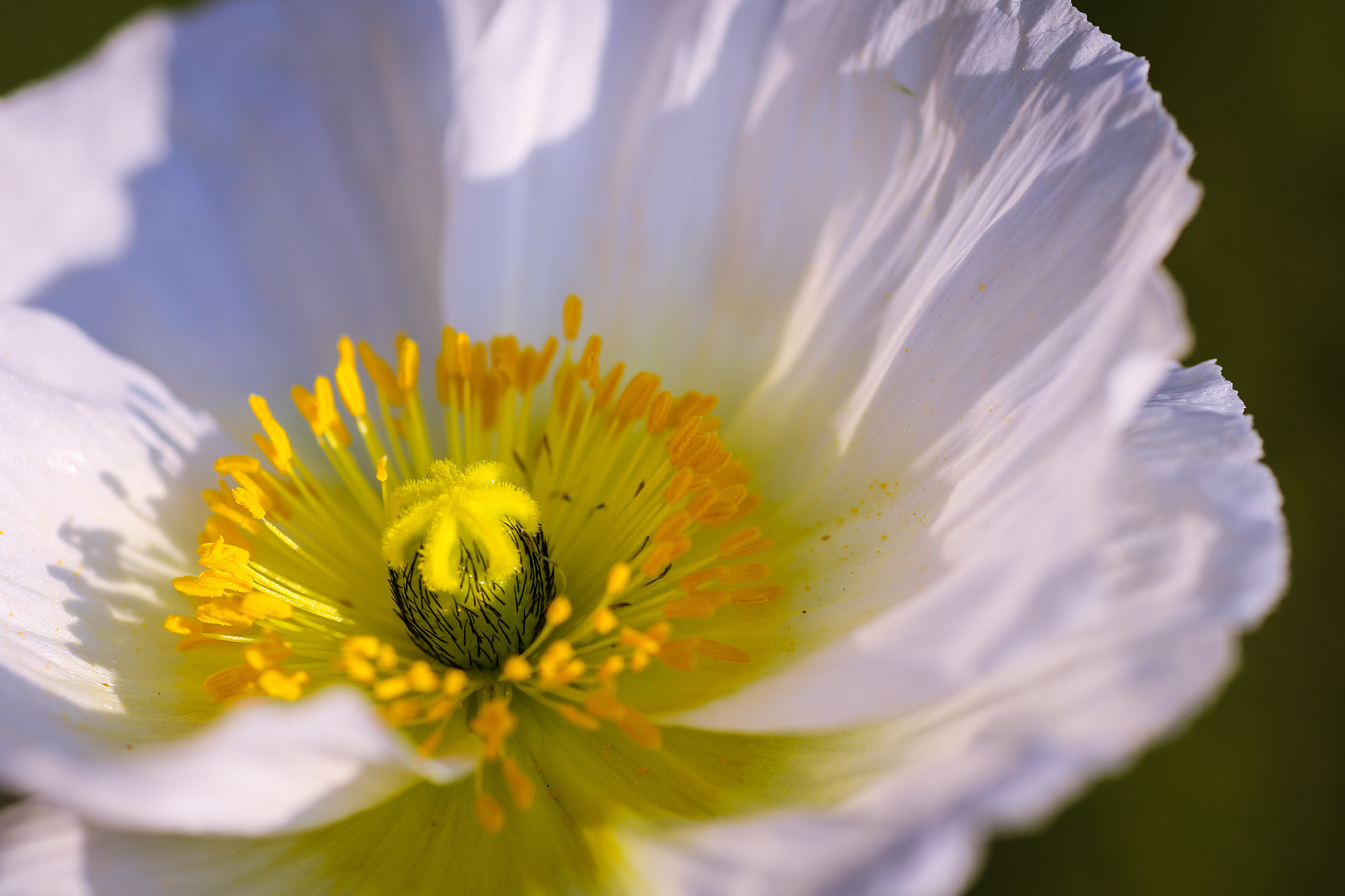 Canon 90mm sample photo. Poppy photography