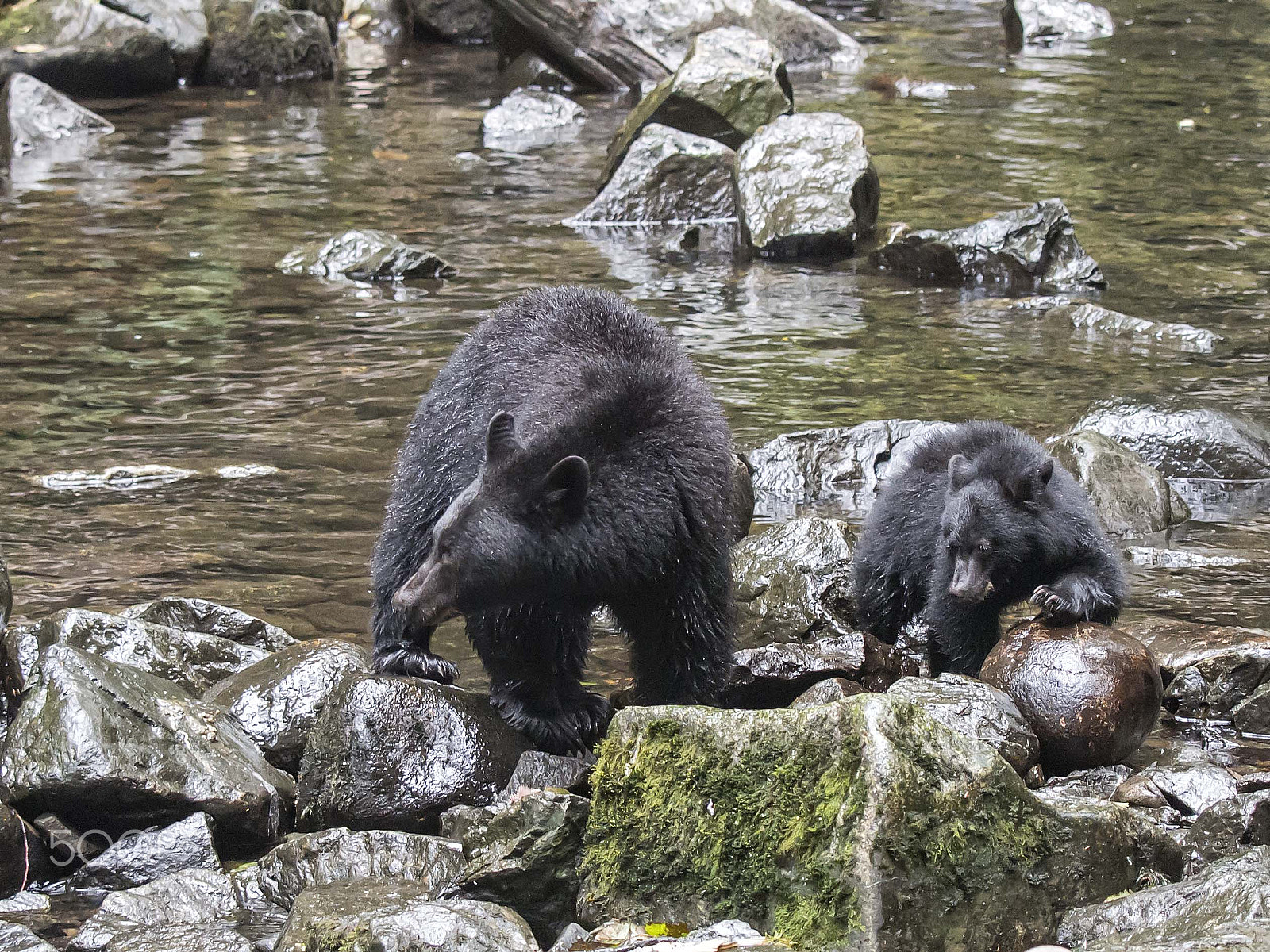 Olympus PEN E-PM2 sample photo. Mother with cub photography