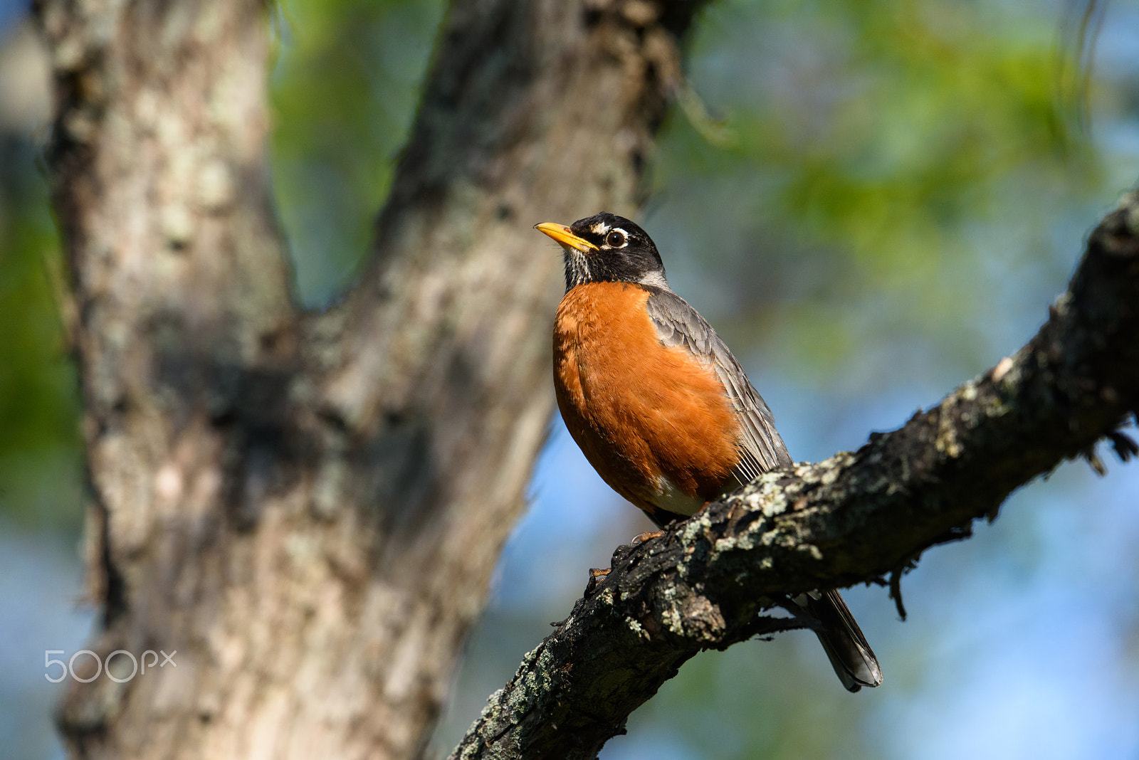 Nikon AF-S Nikkor 500mm F4E FL ED VR sample photo. American robin hanging out in the woods photography