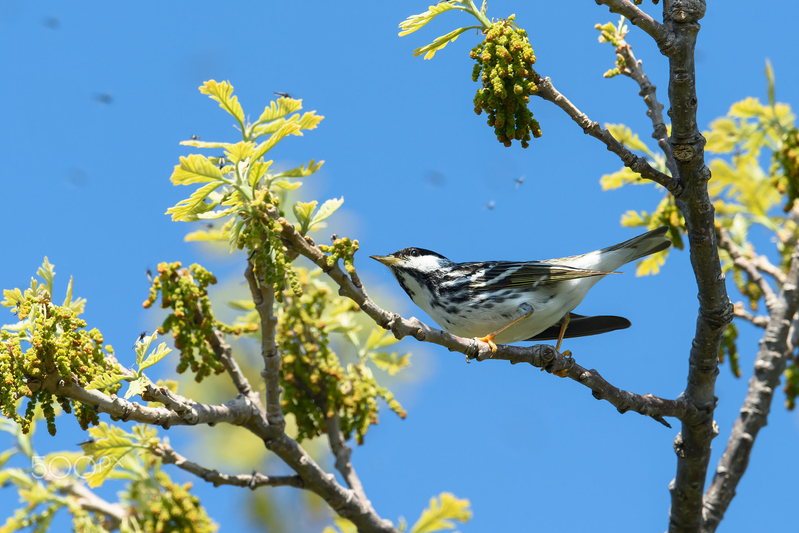 Nikon AF-S Nikkor 500mm F4E FL ED VR sample photo. Blackpoll warbler hunting flies photography