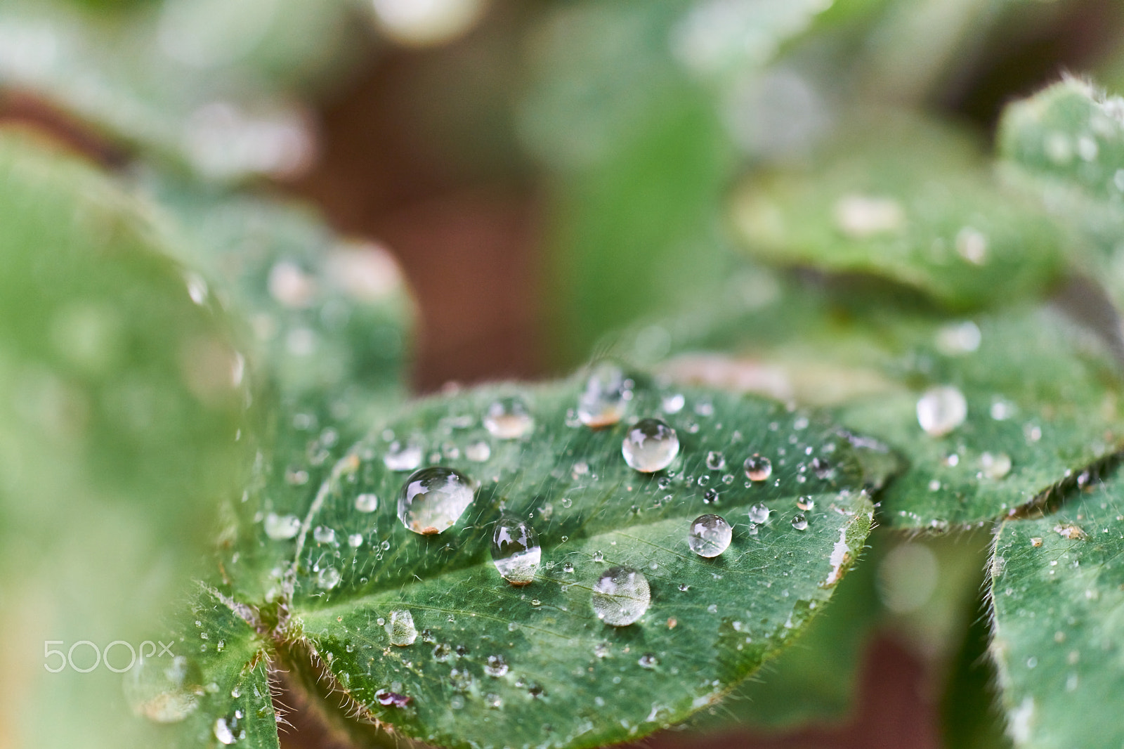MACRO 50mm F2.8 sample photo. A mellow spring photography