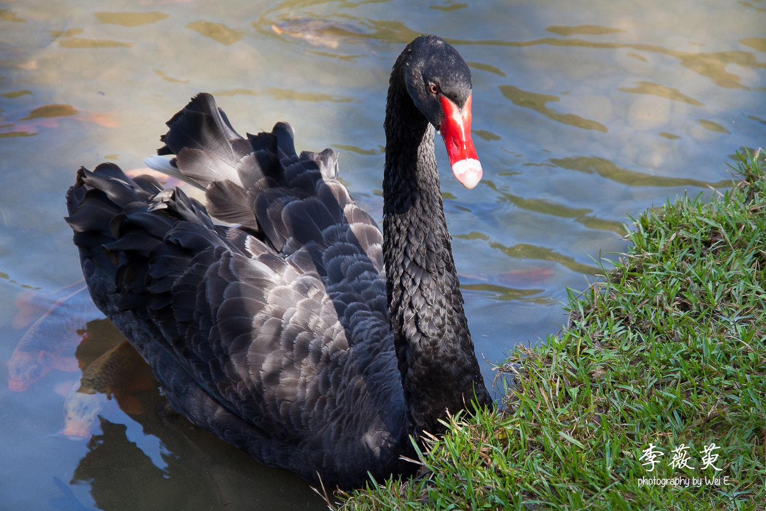 Sigma 17-70mm F2.8-4 DC Macro OS HSM sample photo. Black swan 黑天鵝 photography