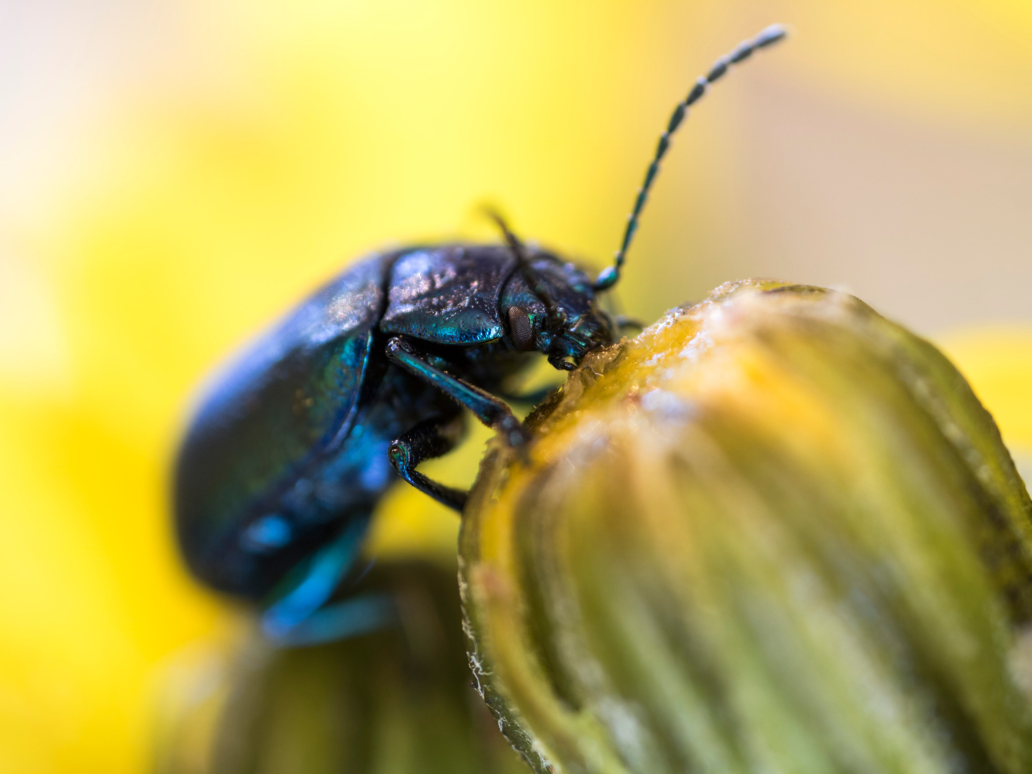 Canon MP-E 65mm F2.5 1-5x Macro Photo sample photo. Shooting photography